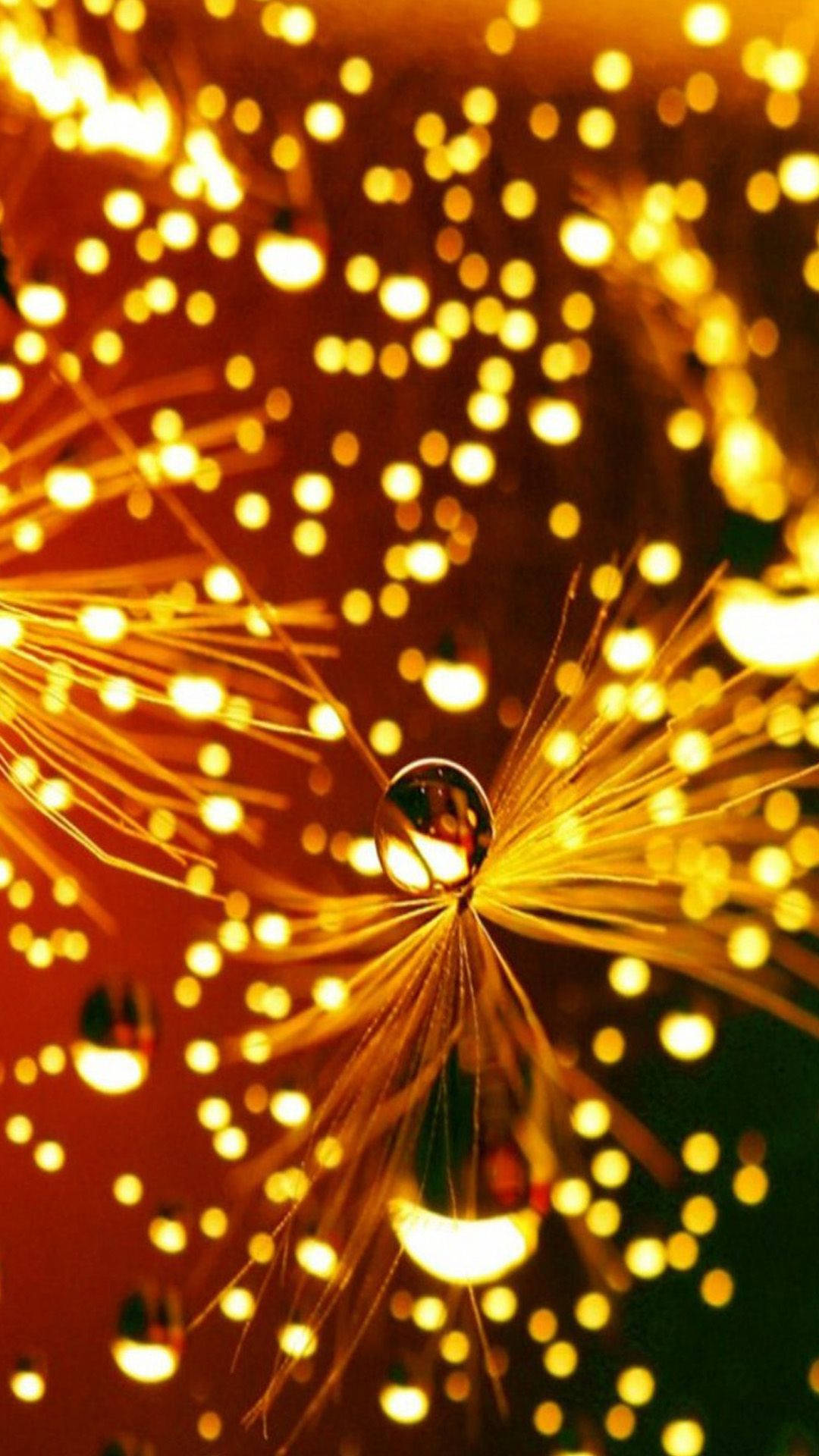 Christmas Lights iPhone, dewdrop, dandelion seed head, Full HD Phone Wallpaper