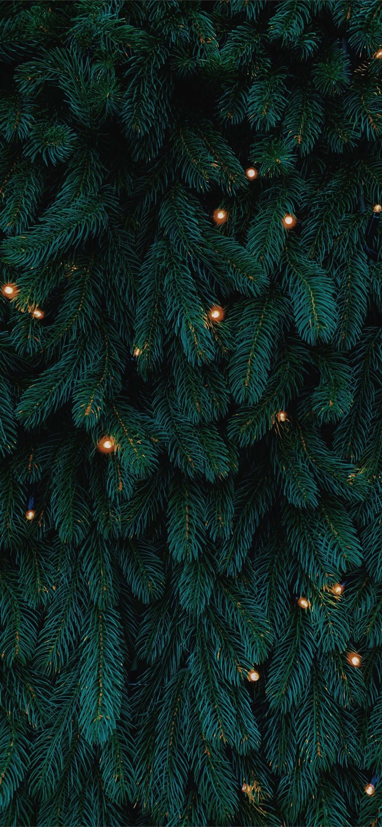 Christmas Tree Lightsi Phone, dark green pine needles, warm glowing fairy lights, 2K Phone Wallpaper