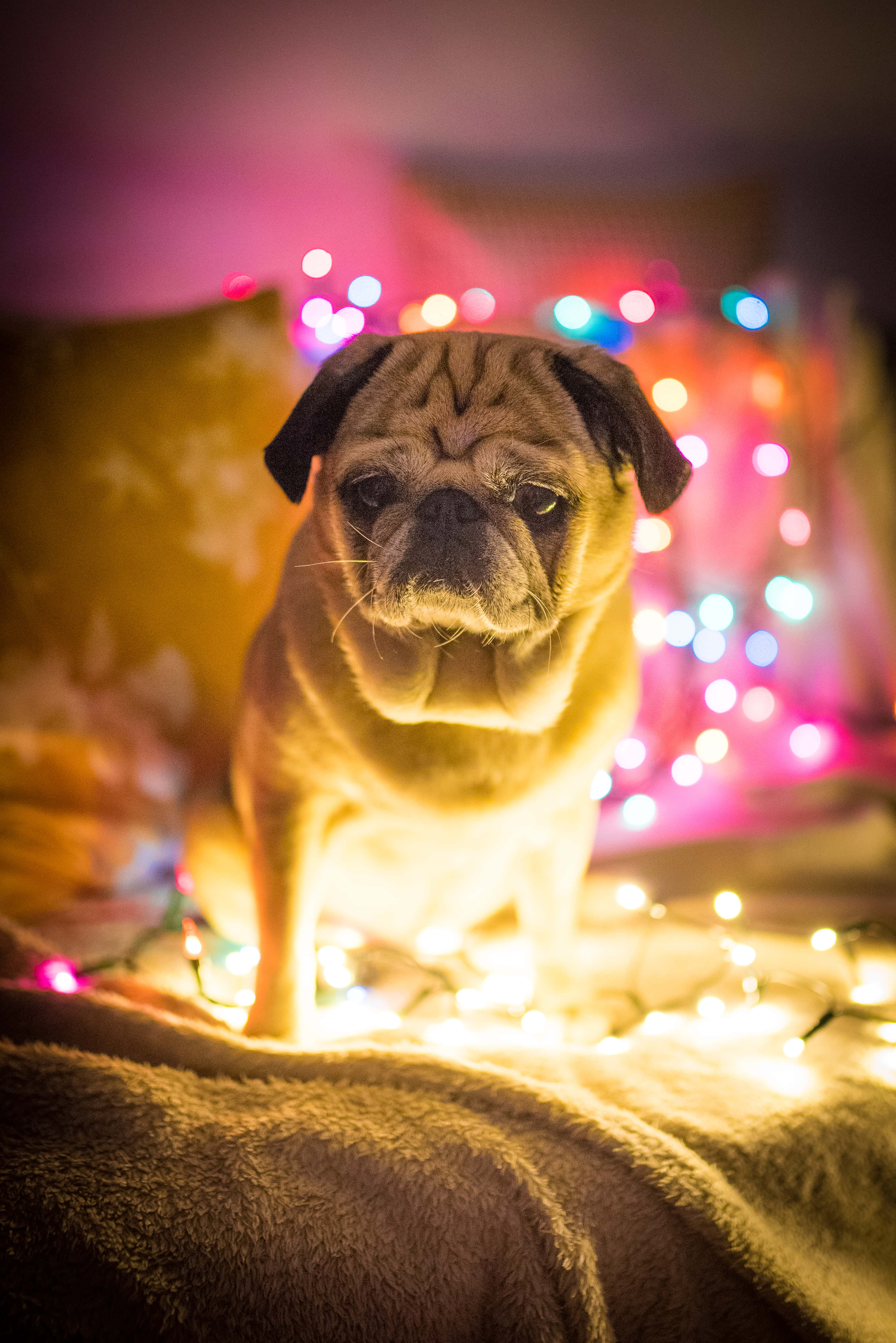 pug dog, glowing string lights, cozy blanket, 4K Phone Wallpaper