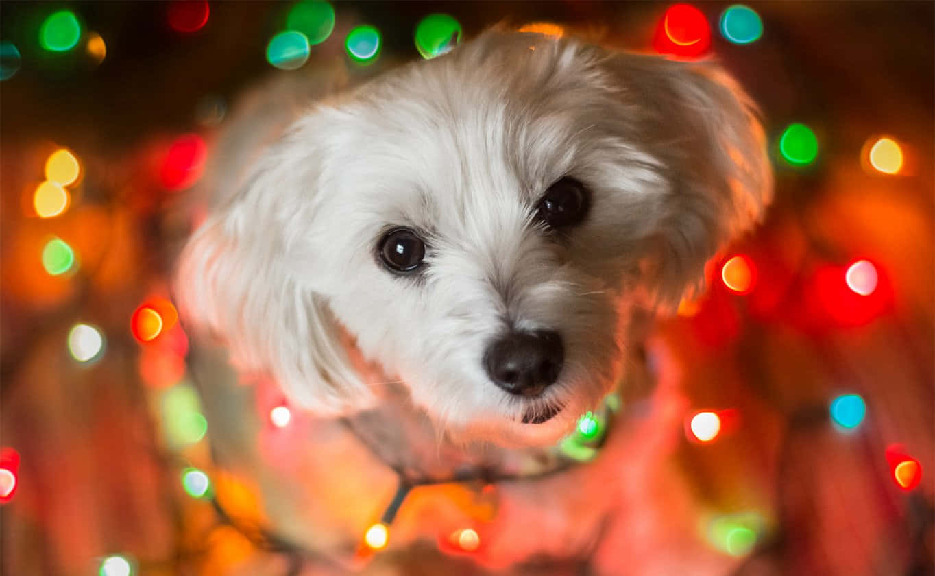 Christmas Lights Tumblr Cute, holiday lights, fluffy white dog, HD Desktop Wallpaper