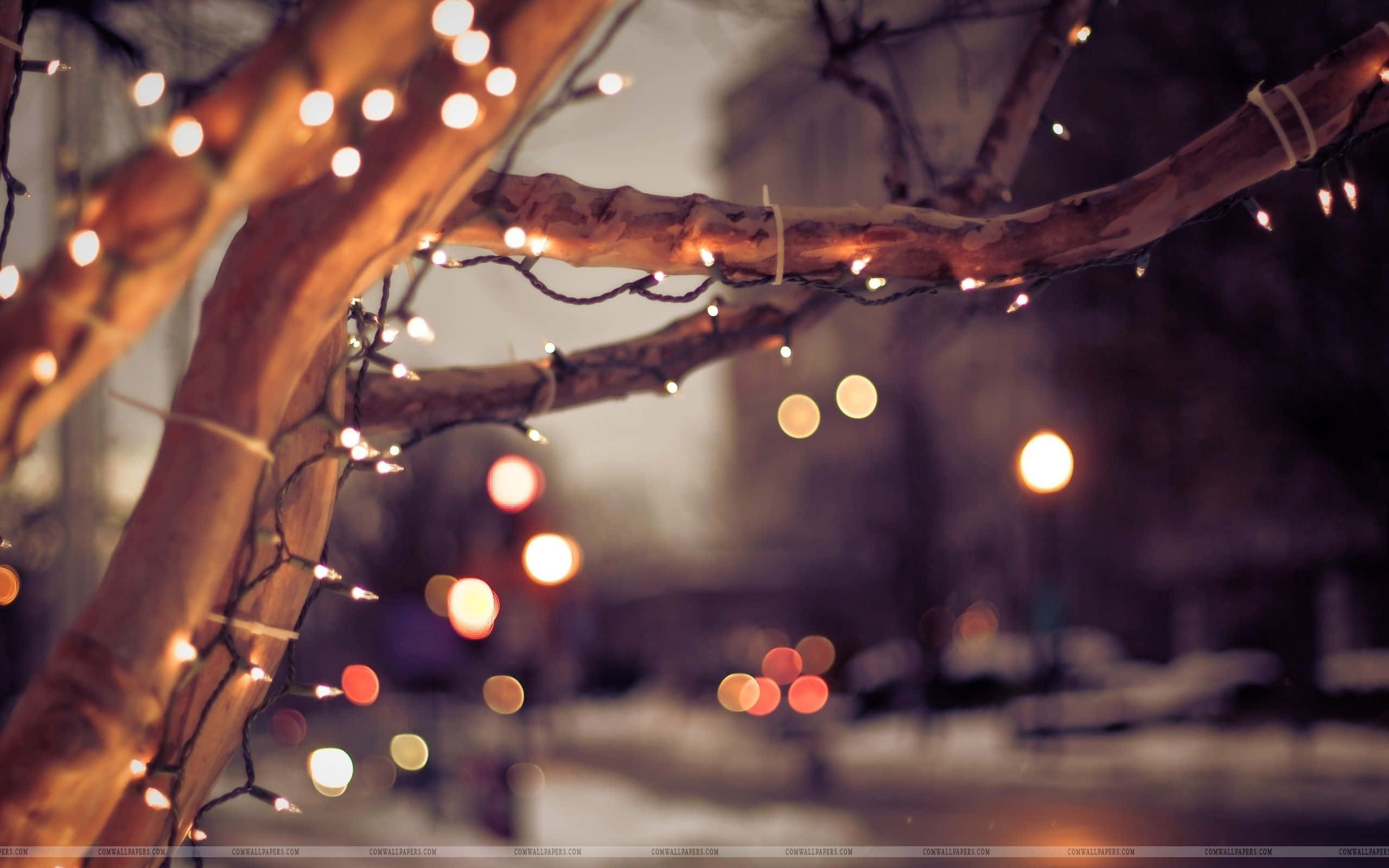 Christmas lights, warm string lights, winter tree branches, 2K Desktop Wallpaper