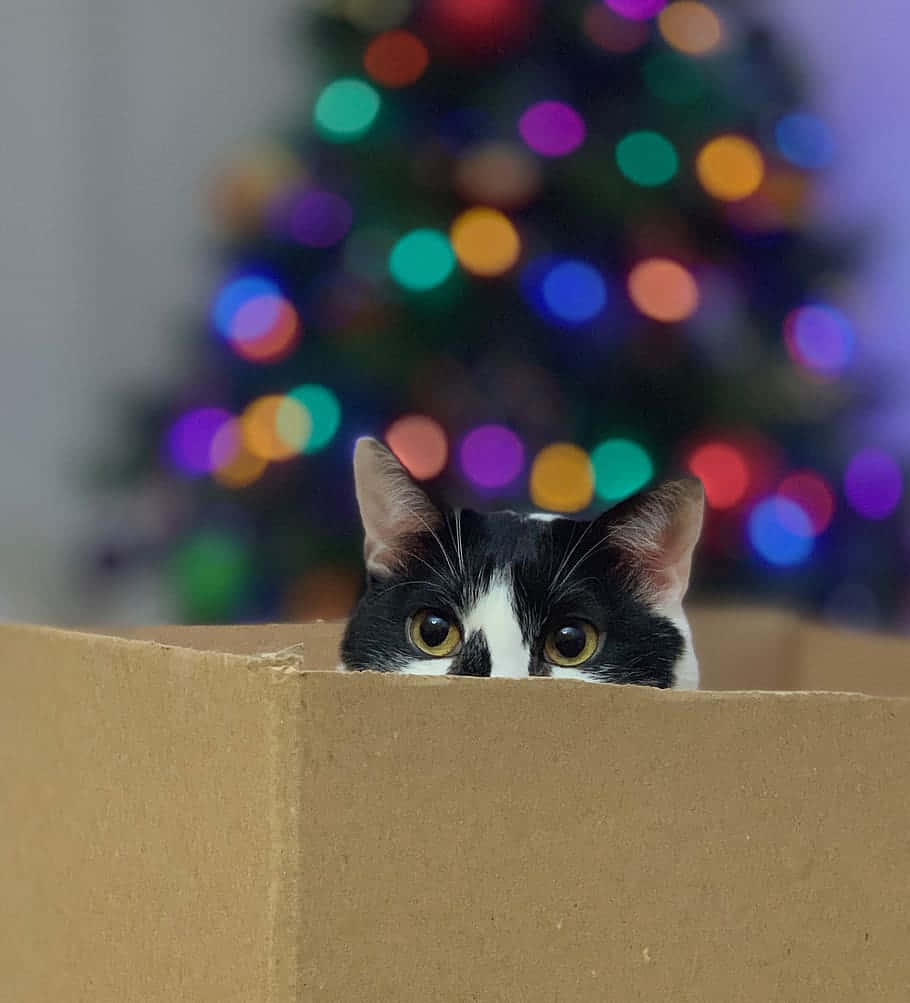black and white cat, cardboard box, colorful bokeh Christmas tree, SD Phone Wallpaper