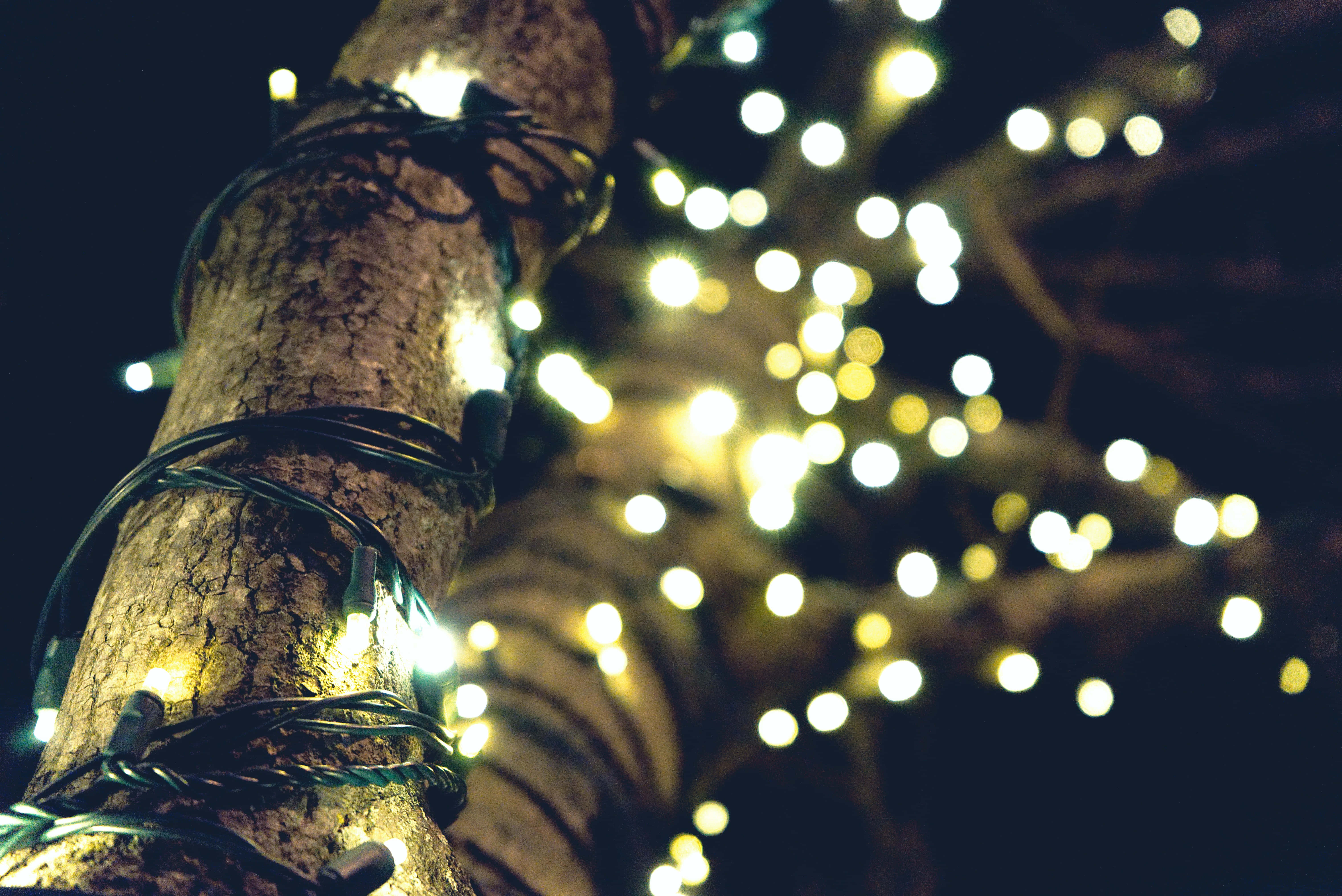 Christmas Lights, warm glowing string lights, cotton tree branch, 5K Desktop Wallpaper