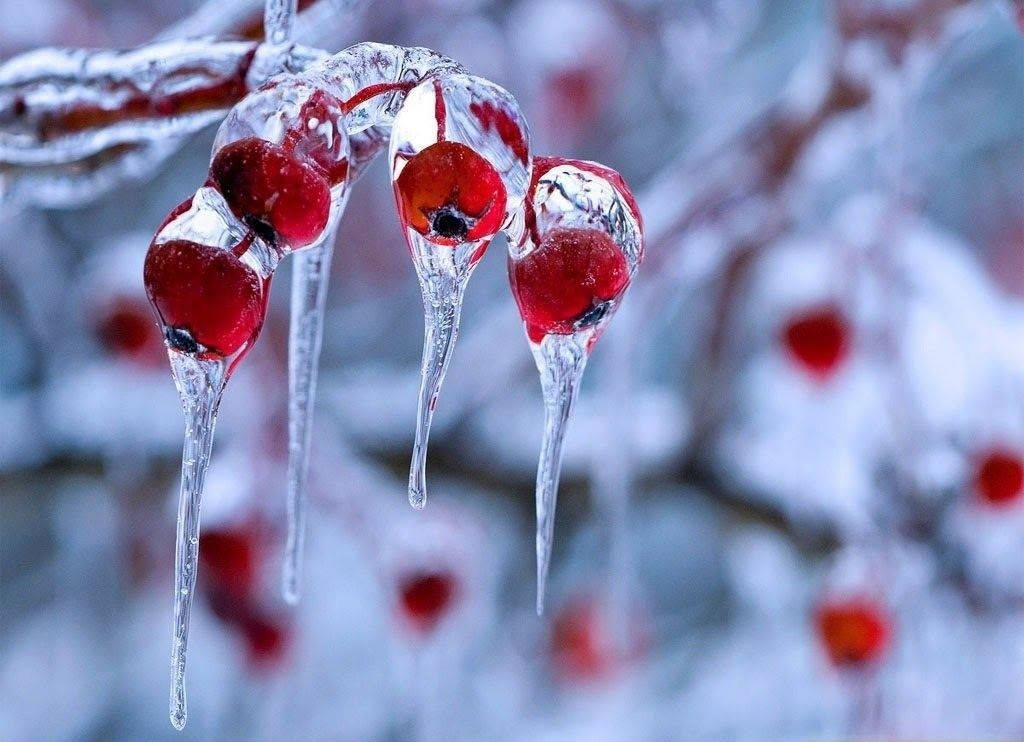 Christmas Mac, vibrant red berries, clear ice, SD Desktop Wallpaper