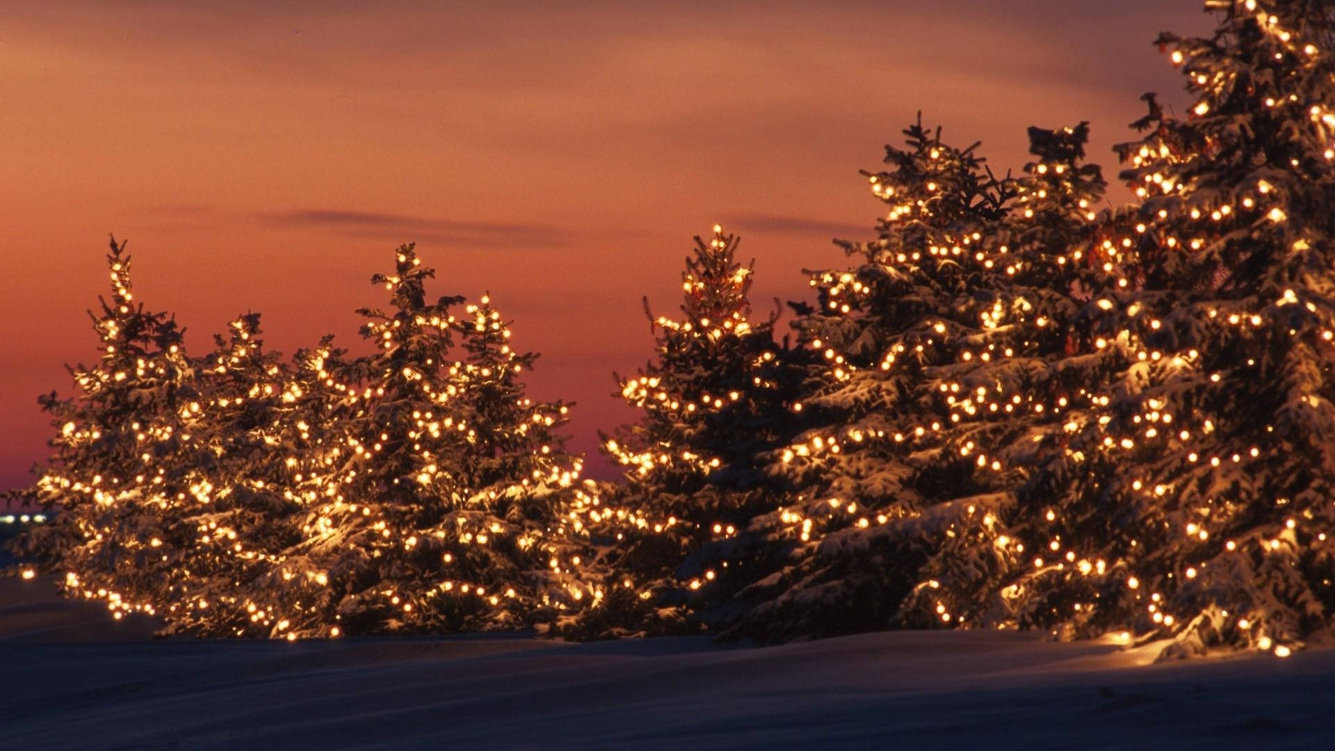 Christmas trees, sunset, snow-covered evergreen trees, Full HD Desktop Wallpaper