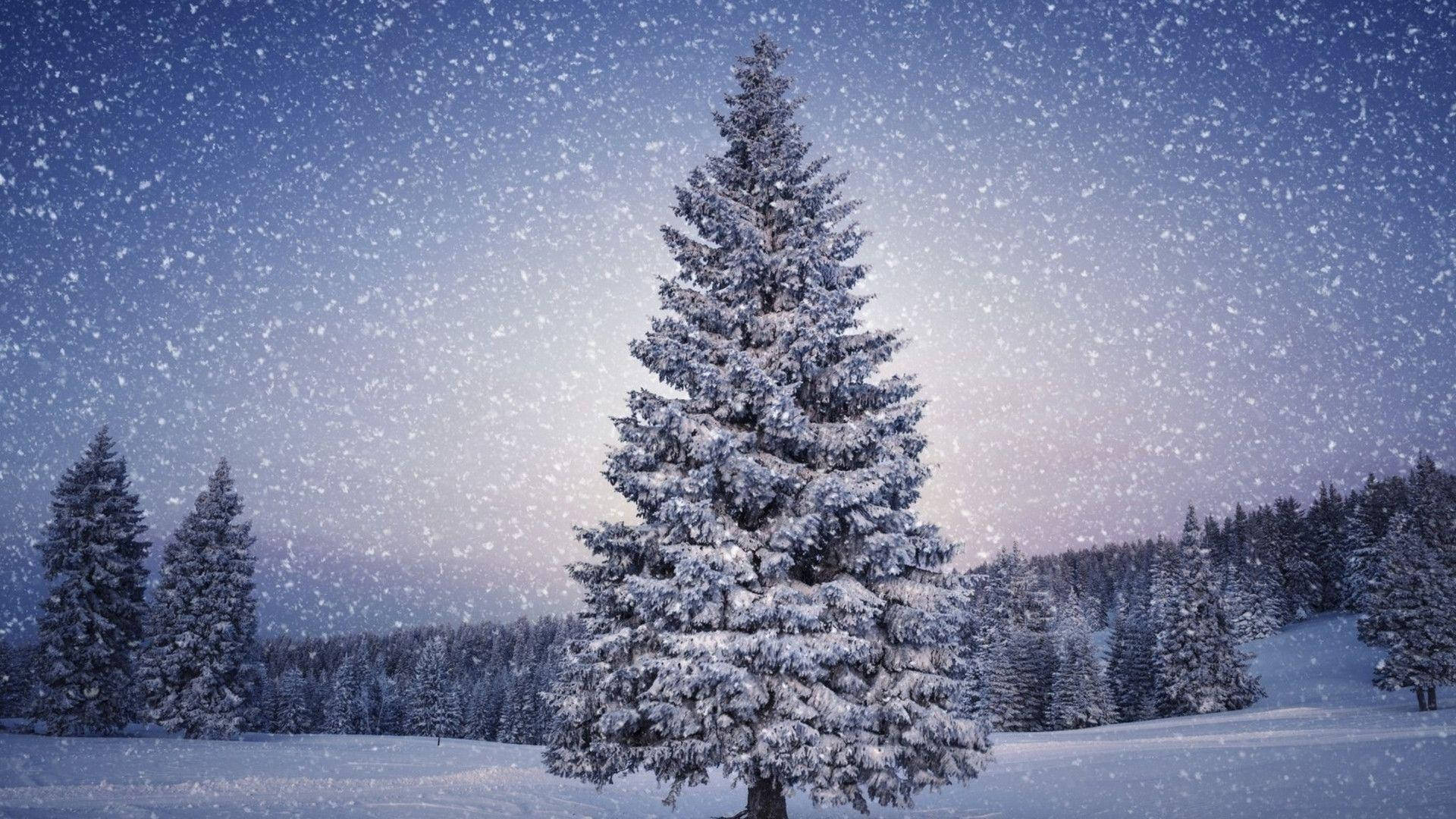 Christmas Mac, snow-covered pine tree, snowy field, Full HD Desktop Wallpaper