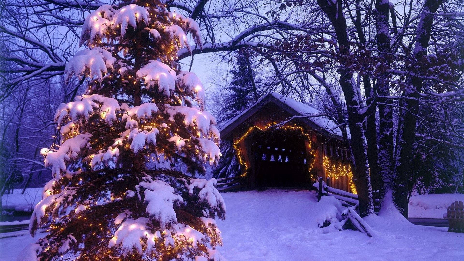 Christmas tree, snow-covered evergreen tree, warm lights, Full HD Desktop Wallpaper