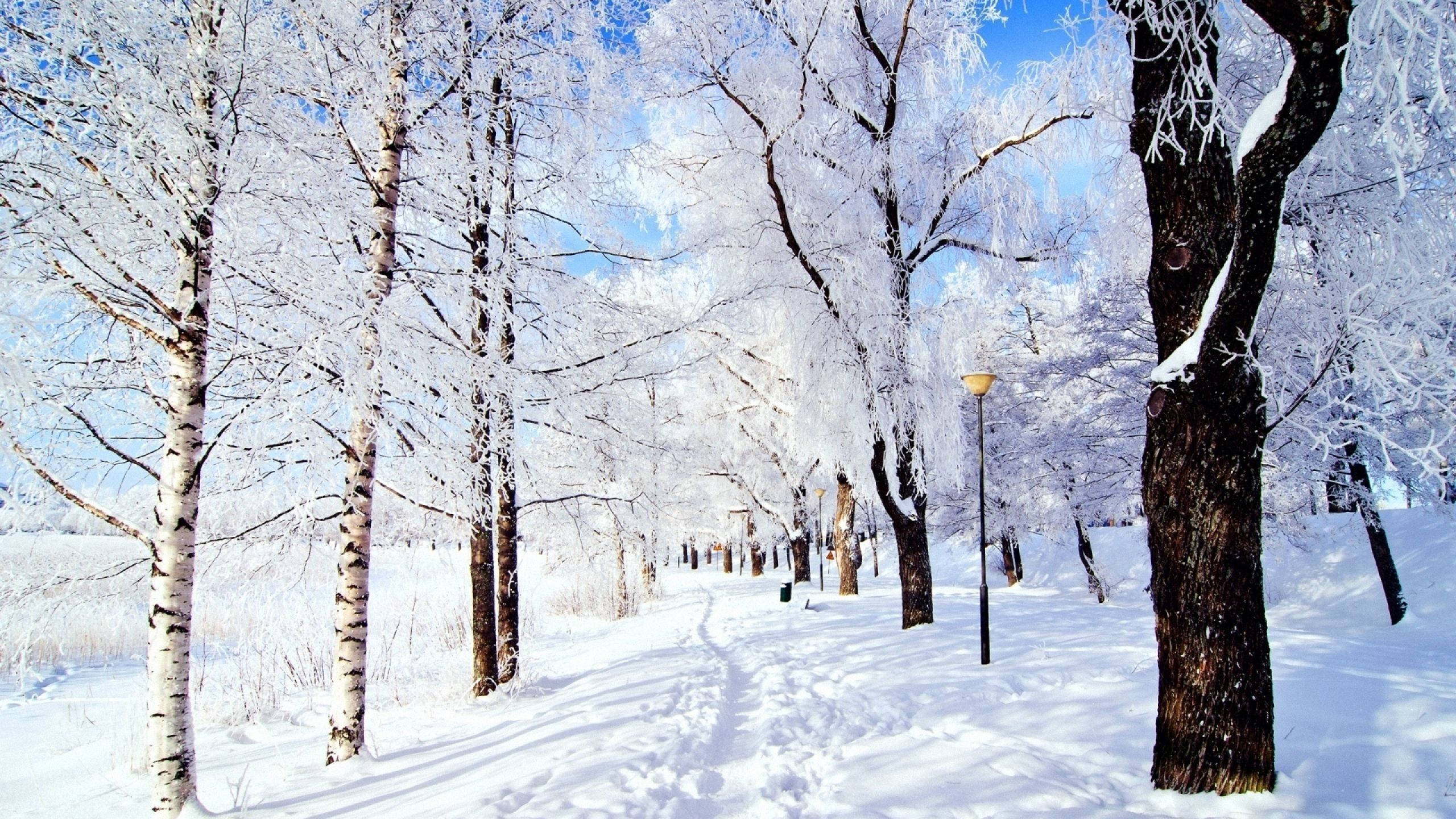 Christmas Mac, snowy path, frost-covered birch trees, 2K Desktop Wallpaper