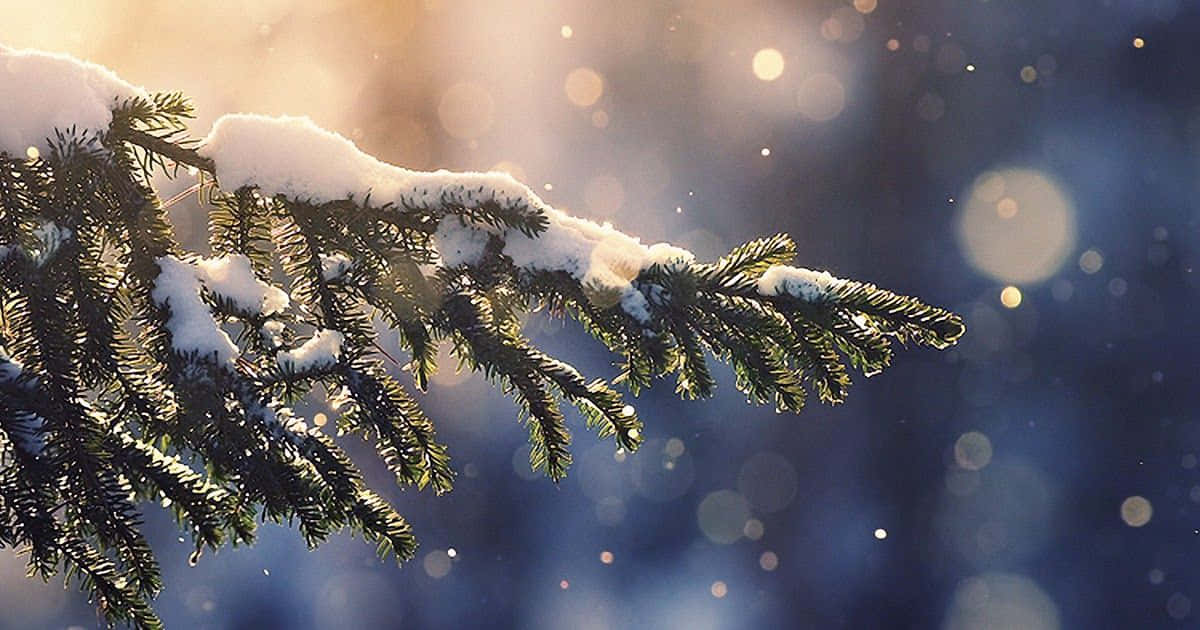Christmas PC, snow, evergreen branches, SD Desktop Wallpaper