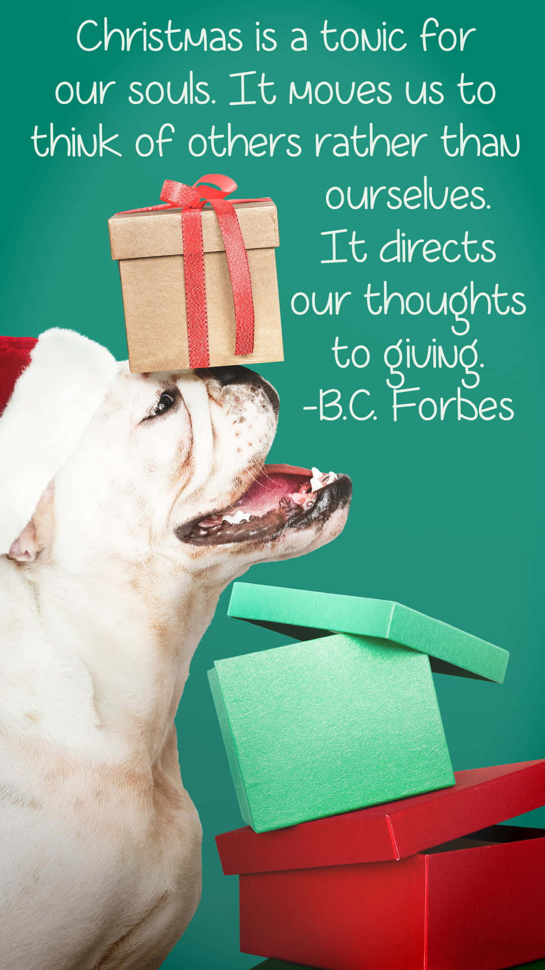bulldog, Santa hat, gift box, Full HD Phone Wallpaper