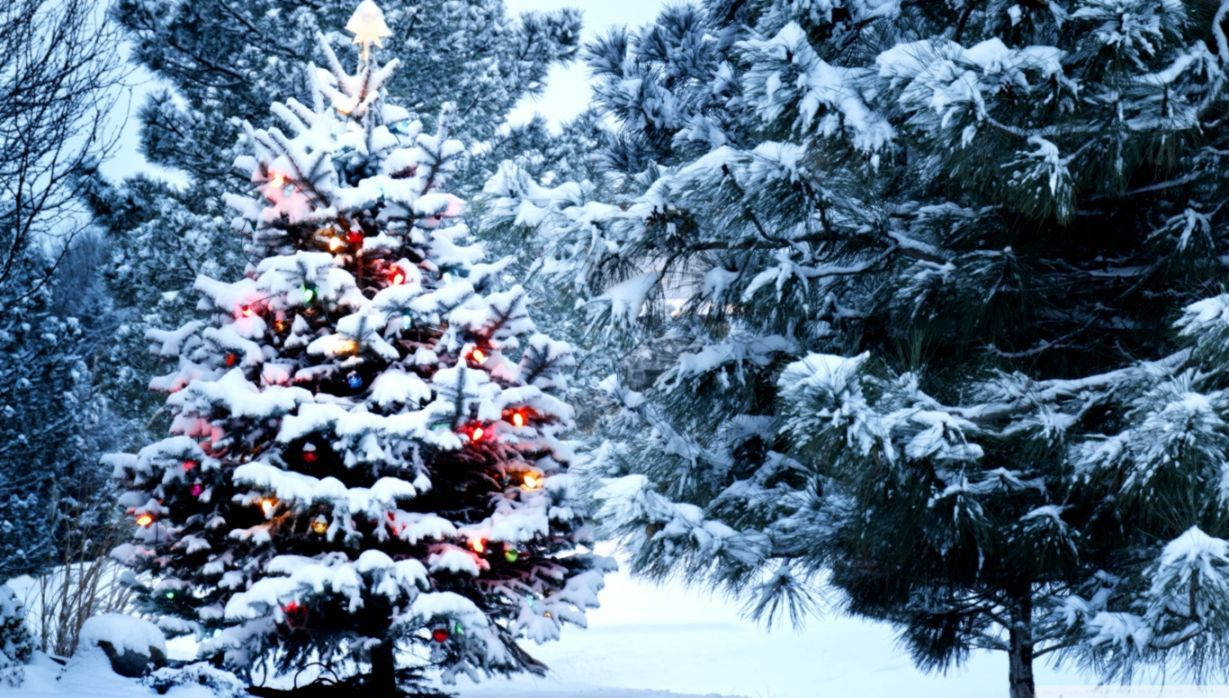 snow-covered evergreen tree, glowing festive lights, winter forest, SD Desktop Wallpaper
