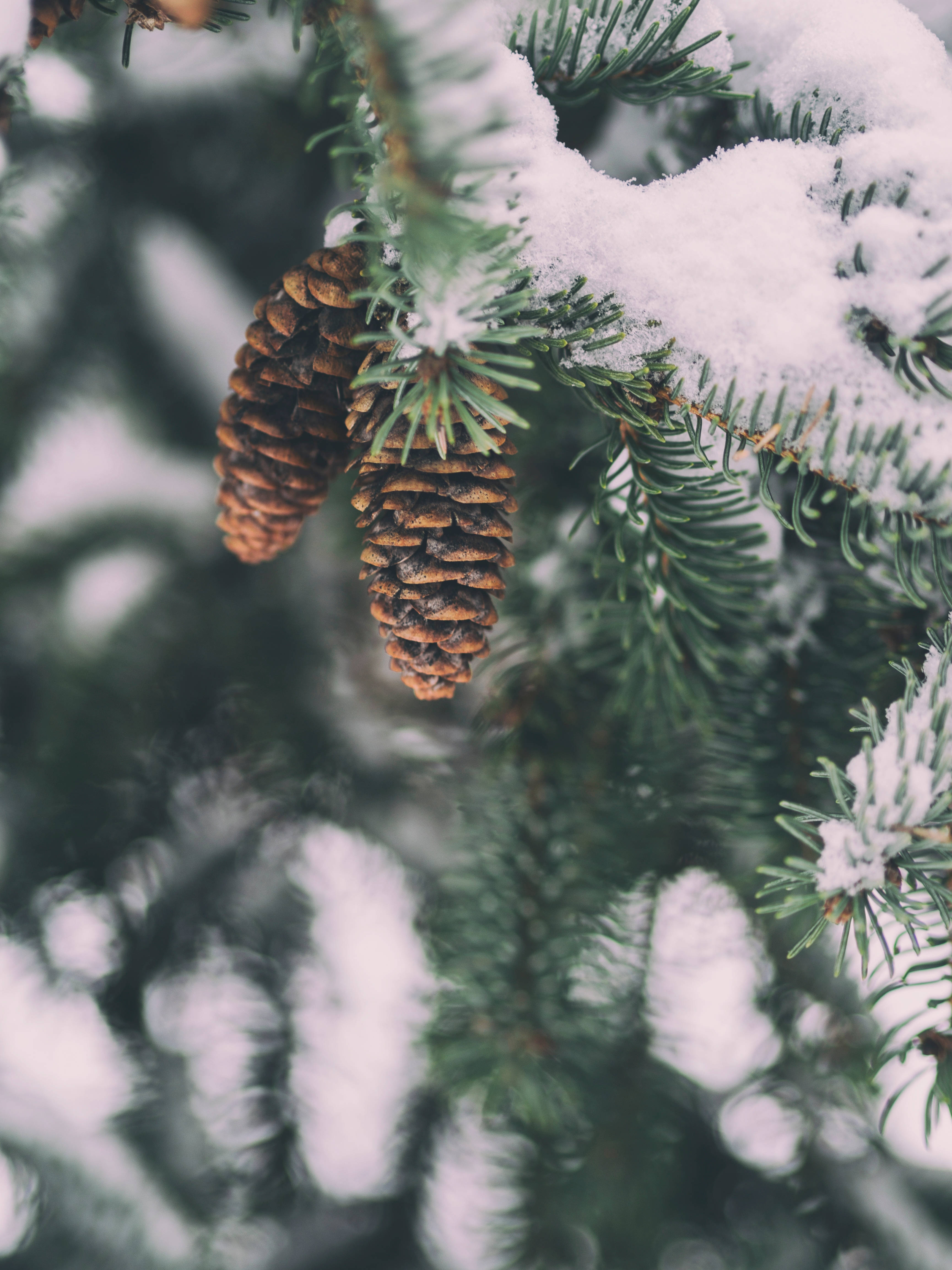 majestic winter wonderland, snow-dusted pine branches, brown pinecones, 4K Phone Wallpaper
