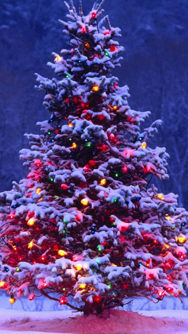 Snowy Christmas Tree, colorful lights, dark winter forest, SD Phone Wallpaper