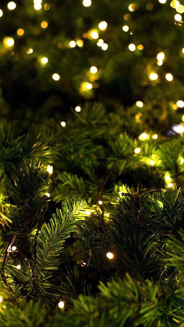 Christmas Tree, fairy lights, warm white, SD Phone Wallpaper