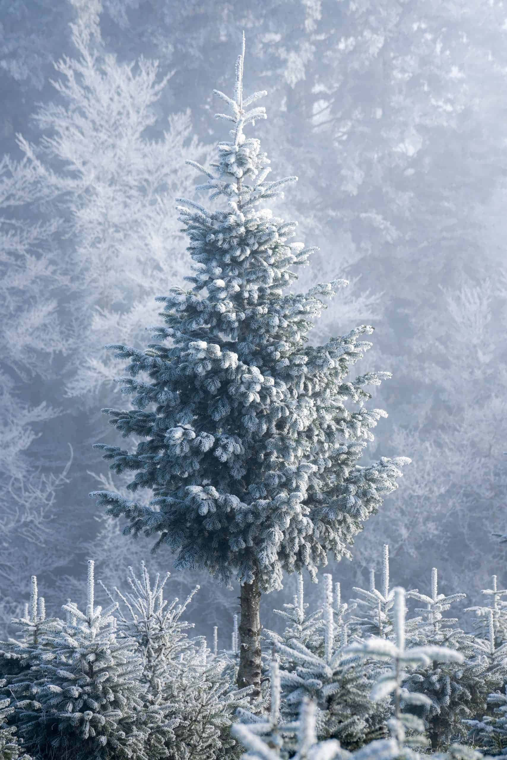Winter Frosted Christmas Tree, frost-covered evergreen tree, misty winter forest, 2K Phone Wallpaper