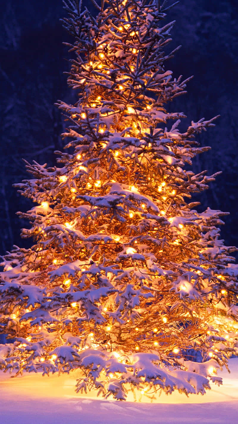 snow-covered evergreen tree, string lights, deep blue winter night, HD Phone Wallpaper