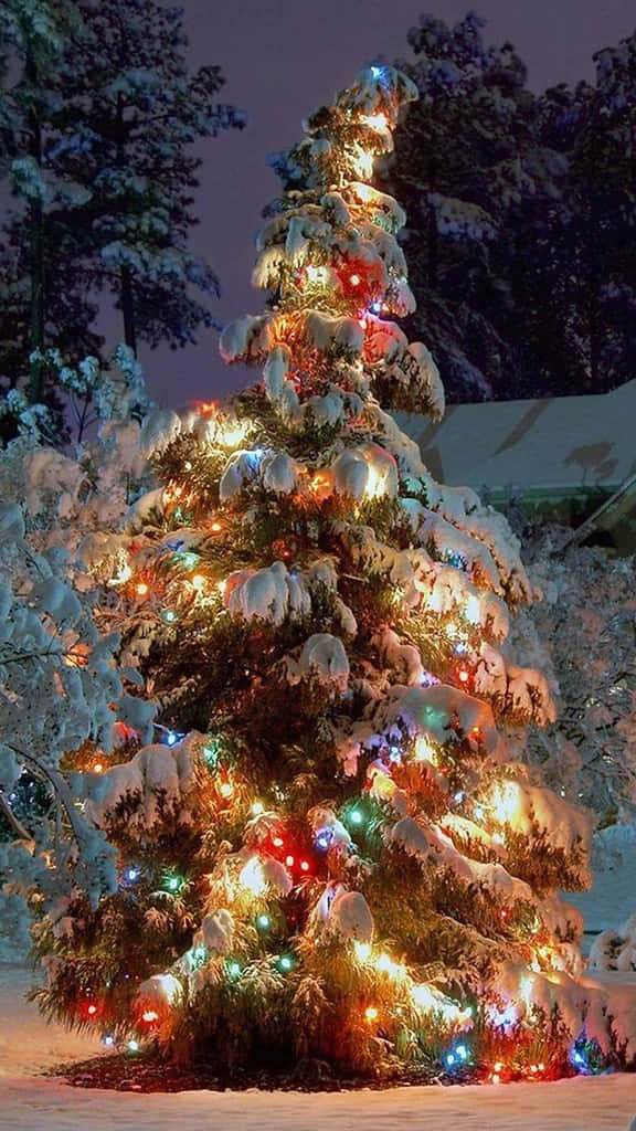 Snowy Christmas Tree, multicolored lights, snow-covered outdoor Christmas tree, SD Phone Wallpaper