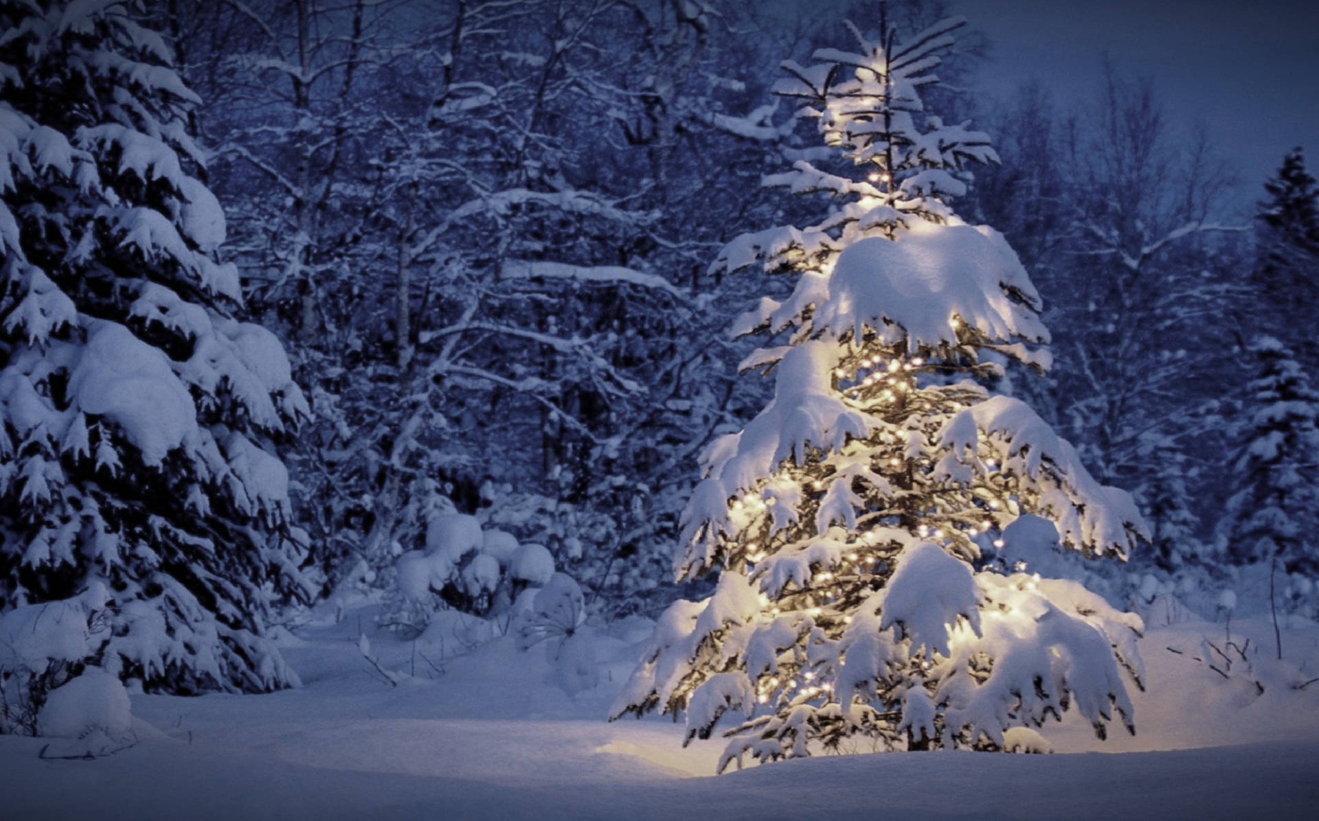 Christmas Vacation, snow-covered evergreen tree, string lights, Full HD Desktop Wallpaper