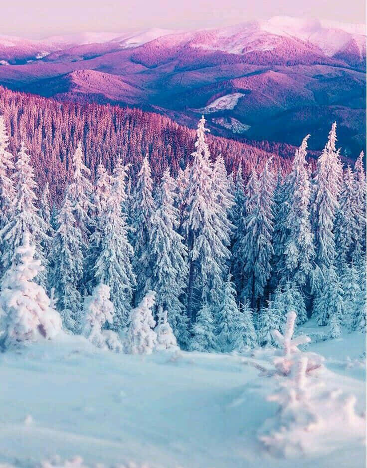 Christmas Winter Wonderland, snow-covered pine trees, winter valley, SD Phone Wallpaper