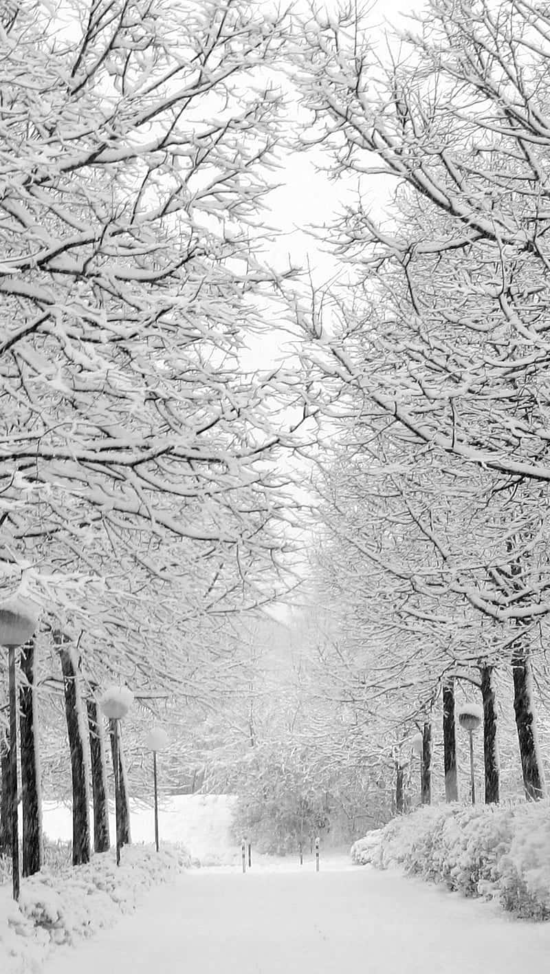 Christmas Winter Wonderland, snow-covered path, bare trees, HD Phone Wallpaper