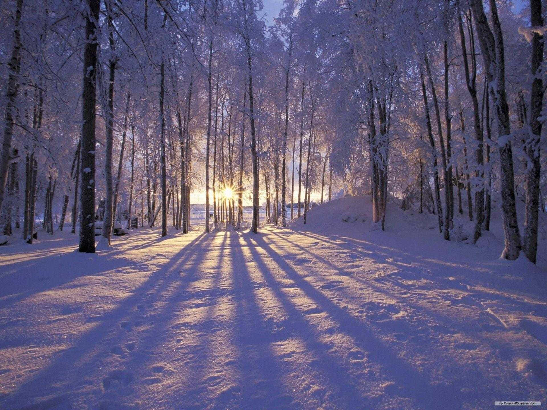 Christmas scene, snow-laden trees, golden shadows, Full HD Desktop Wallpaper