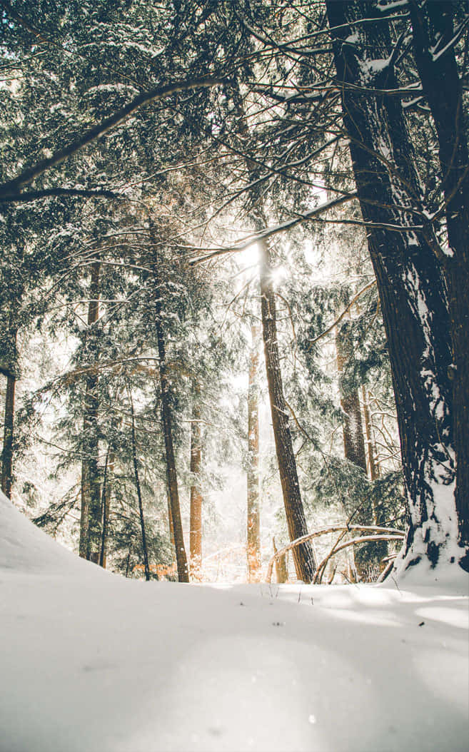Christmas Winter Wonderland, sunlight, snow-dusted evergreen trees, SD Phone Wallpaper