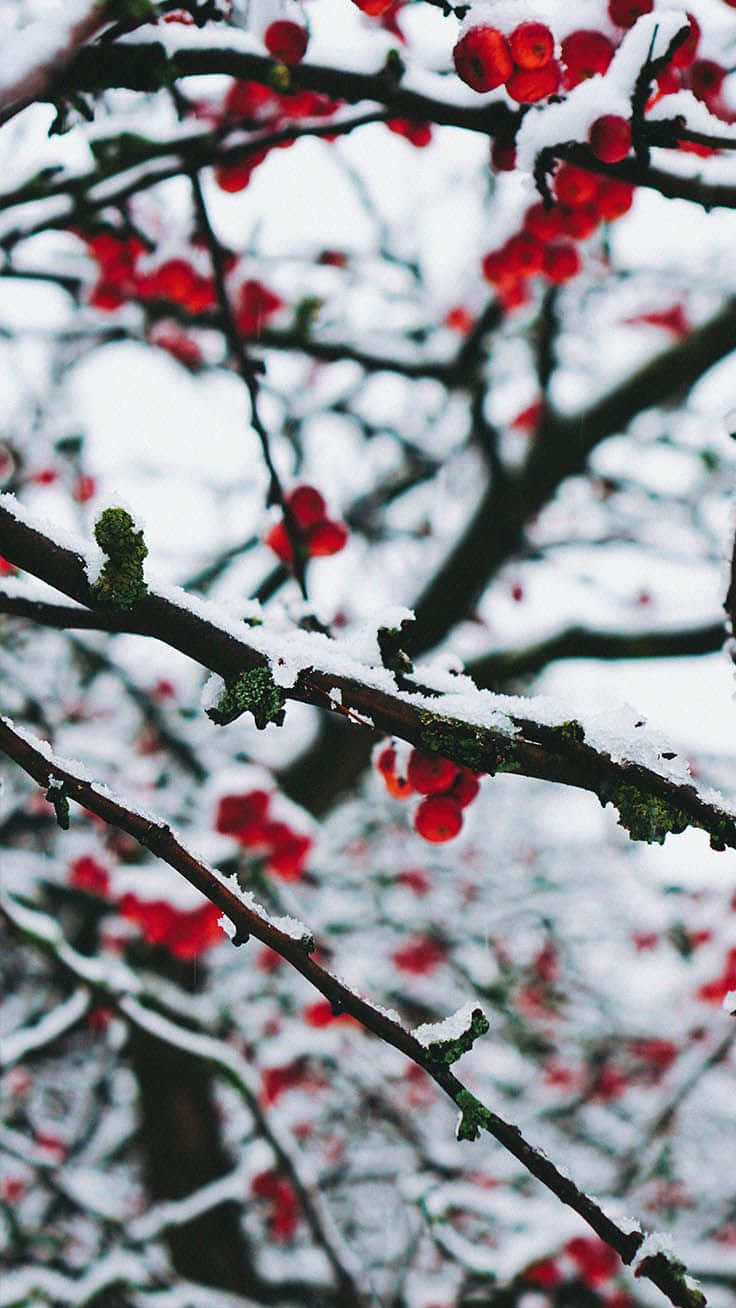 Christmas Winter Wonderland, snow, dark branches, HD Phone Wallpaper