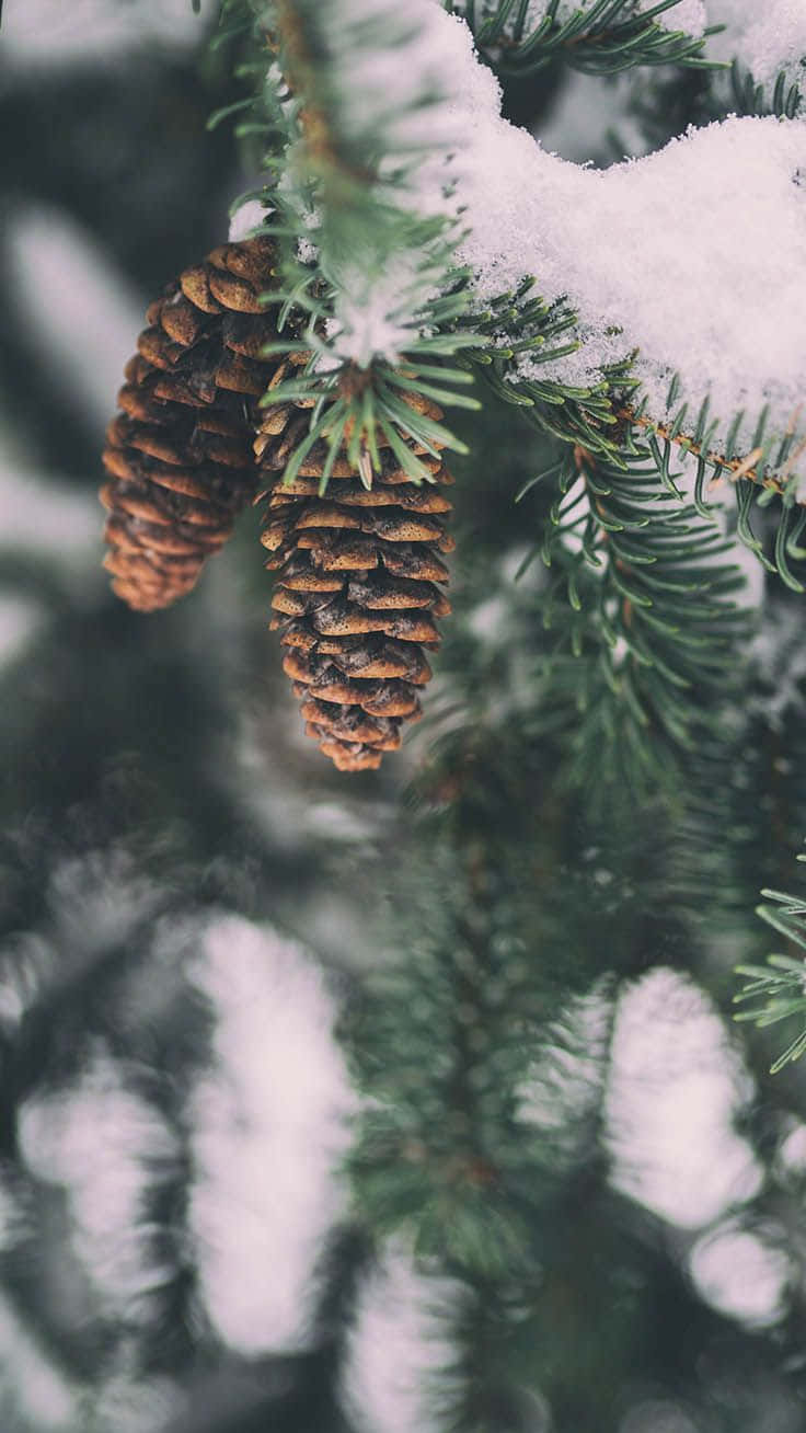 Christmas Winter Wonderland, snow-dusted pine cones, evergreen branches, HD Phone Wallpaper