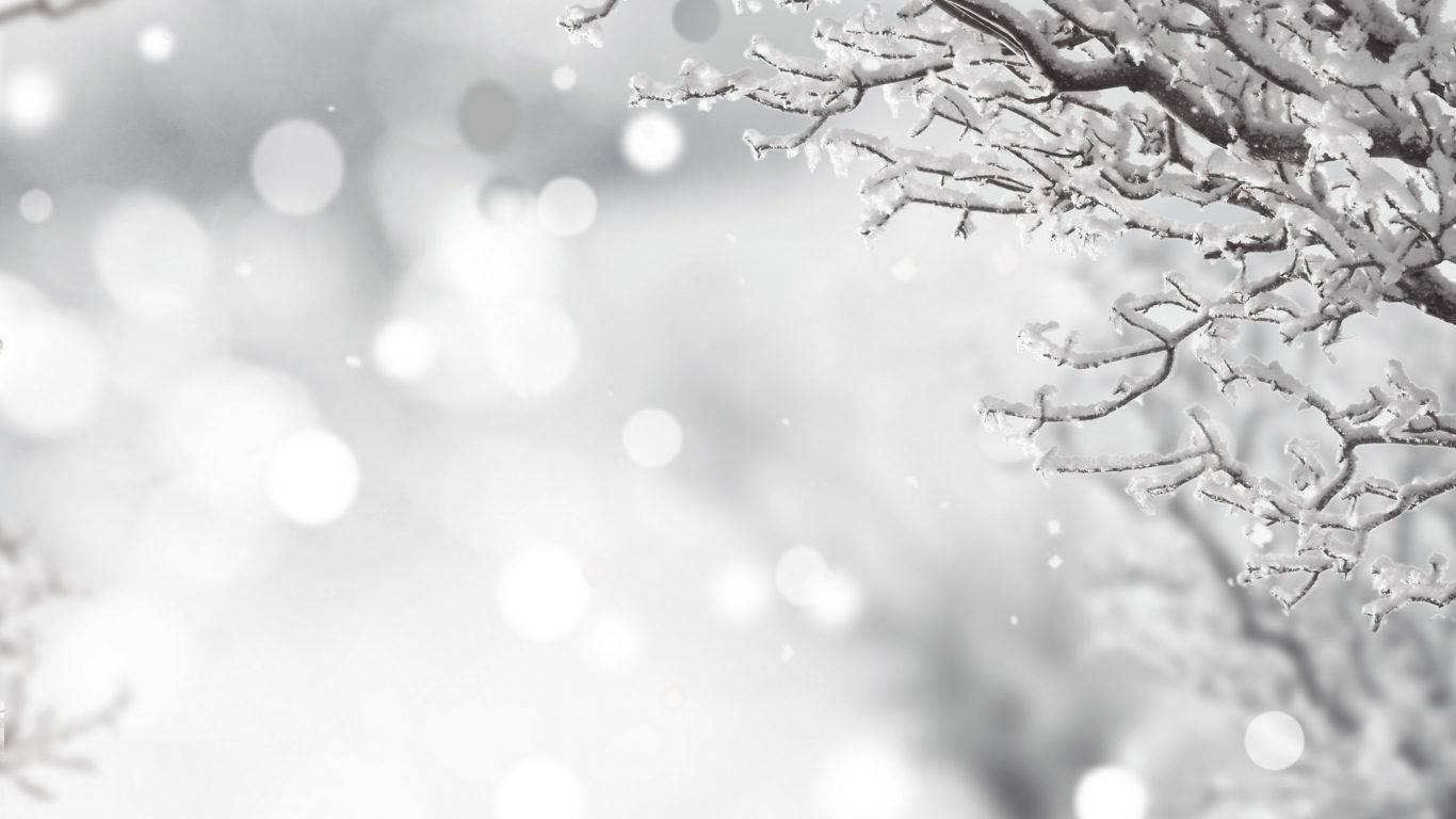 White Christmas In Winter, snow-laden tree branches, soft bokeh winter scene, HD Desktop Wallpaper