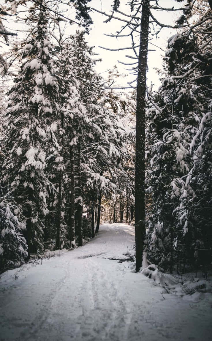 Christmas Winter Wonderland, snow-covered forest path, evergreens, SD Phone Wallpaper