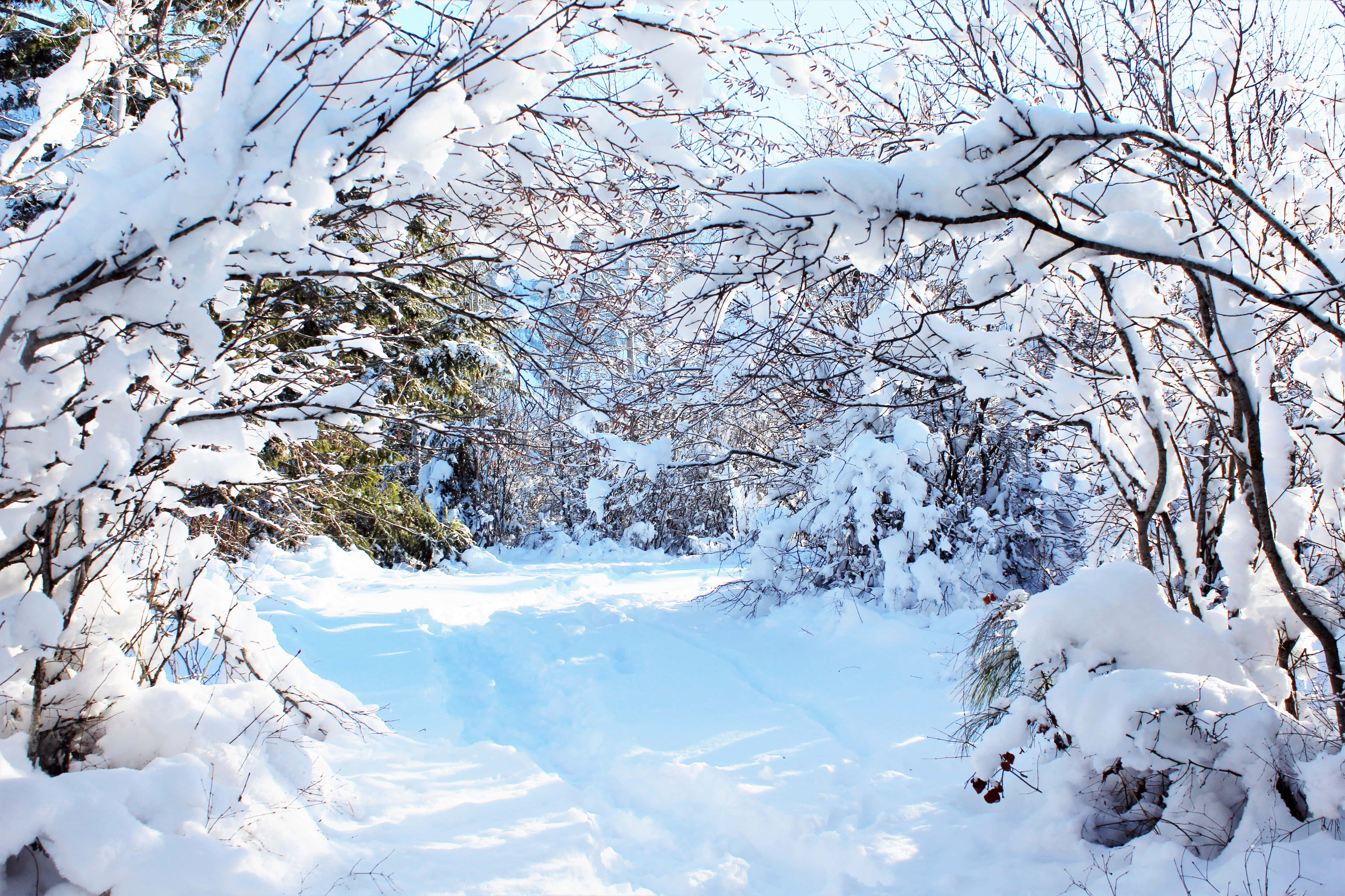 Christmas Winter Wonderland, snowy path, winter forest, 5K Desktop Wallpaper