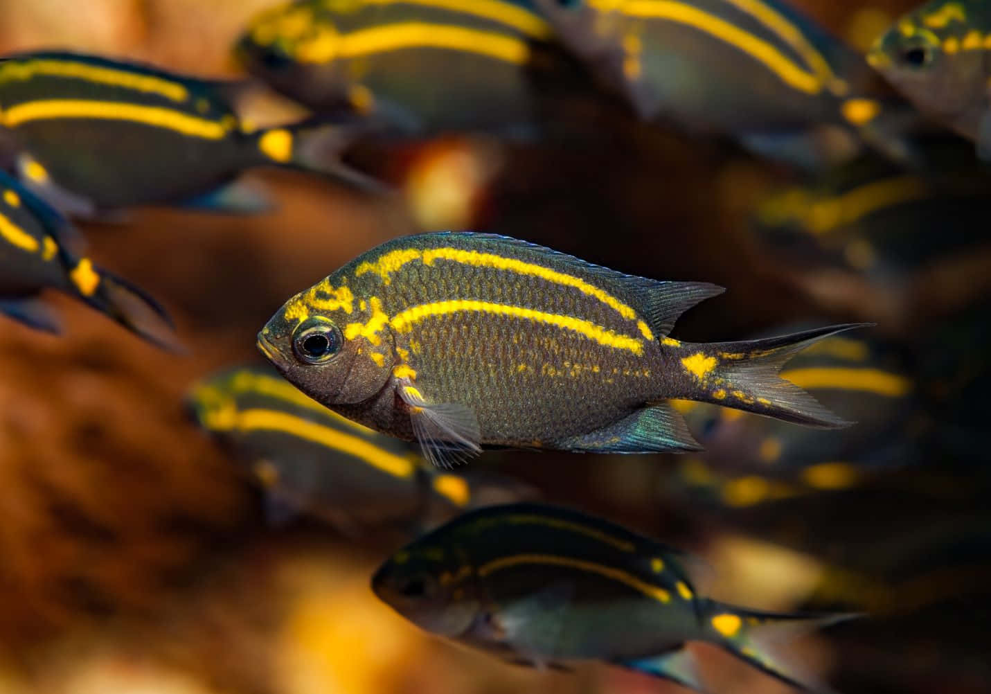 vibrant chromis, yellow and black striped fish, warm underwater coral, HD Desktop Wallpaper