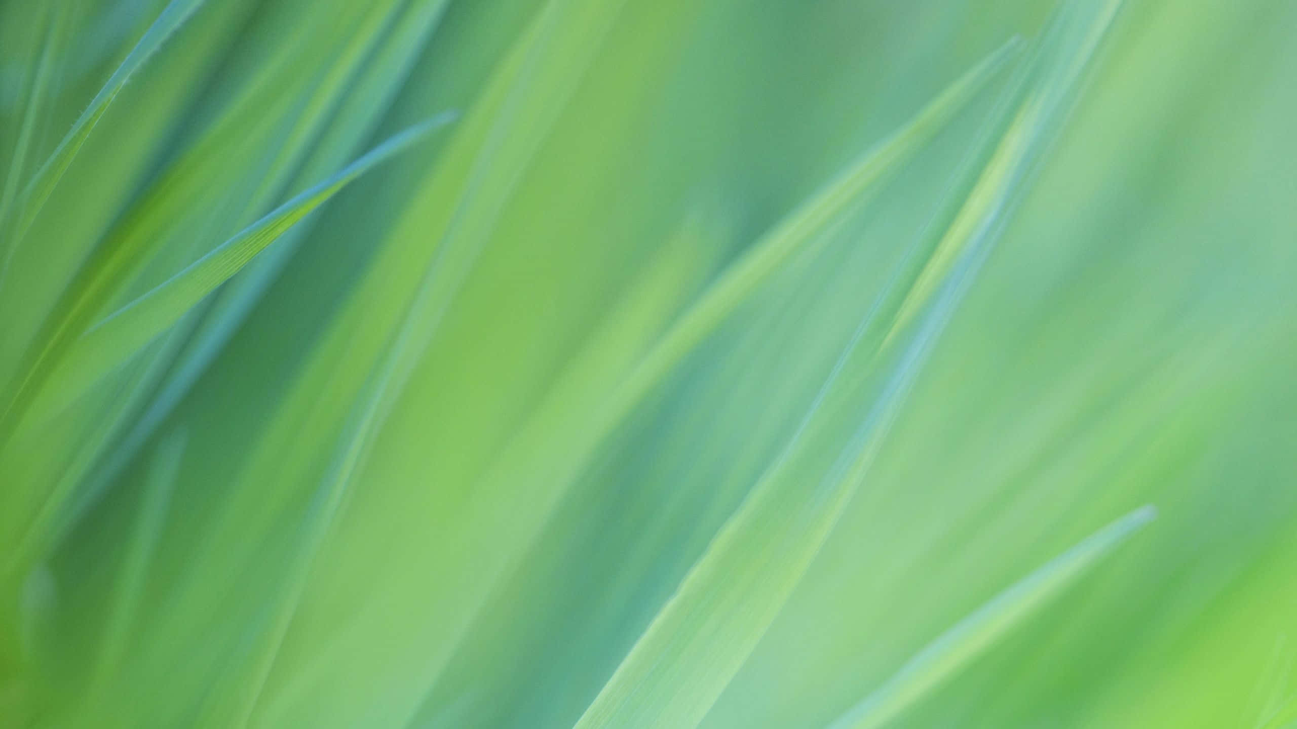 Chrome OS, green grass, gentle sunlight, 2K Desktop Wallpaper