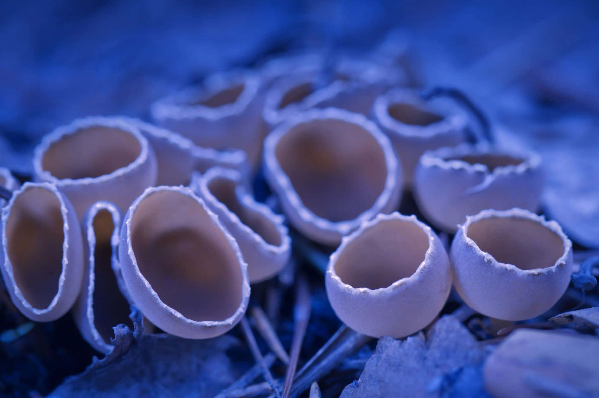 Peziza Fungus, Chrome OS, cool blue light, Full HD Desktop Wallpaper