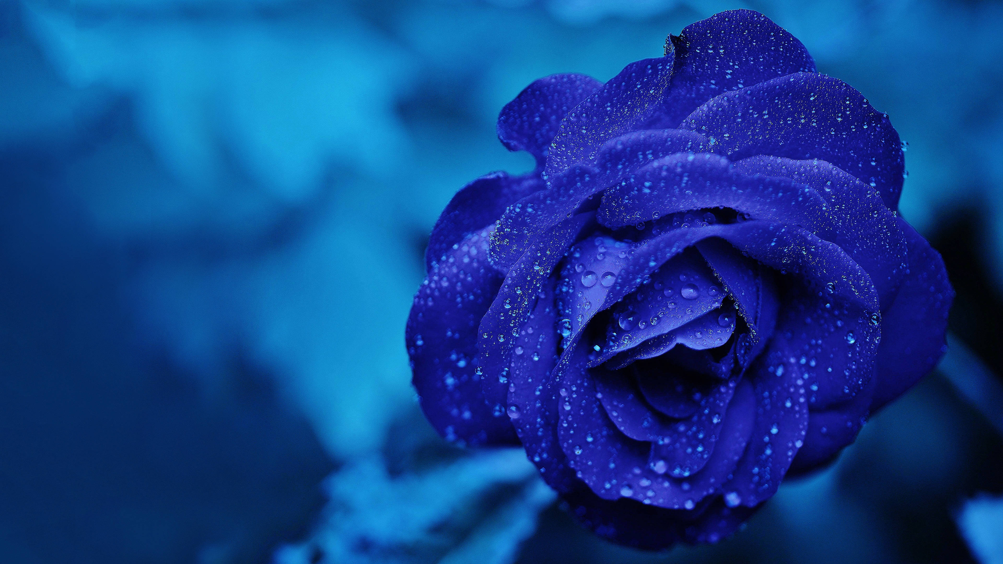 blue rose, deep blue rose, dewdrops, 4K Desktop Wallpaper