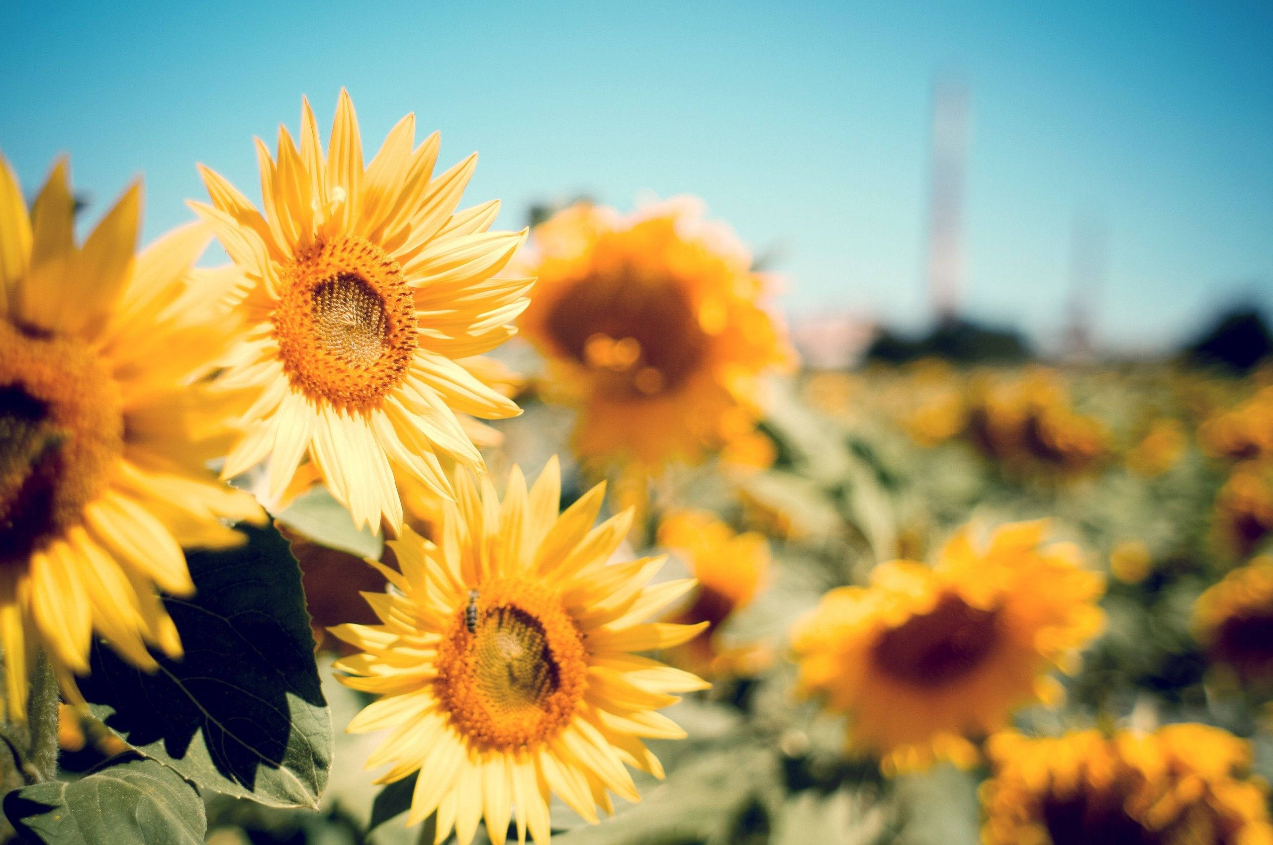 Chromebook, sunflowers, golden field, 2K Desktop Wallpaper