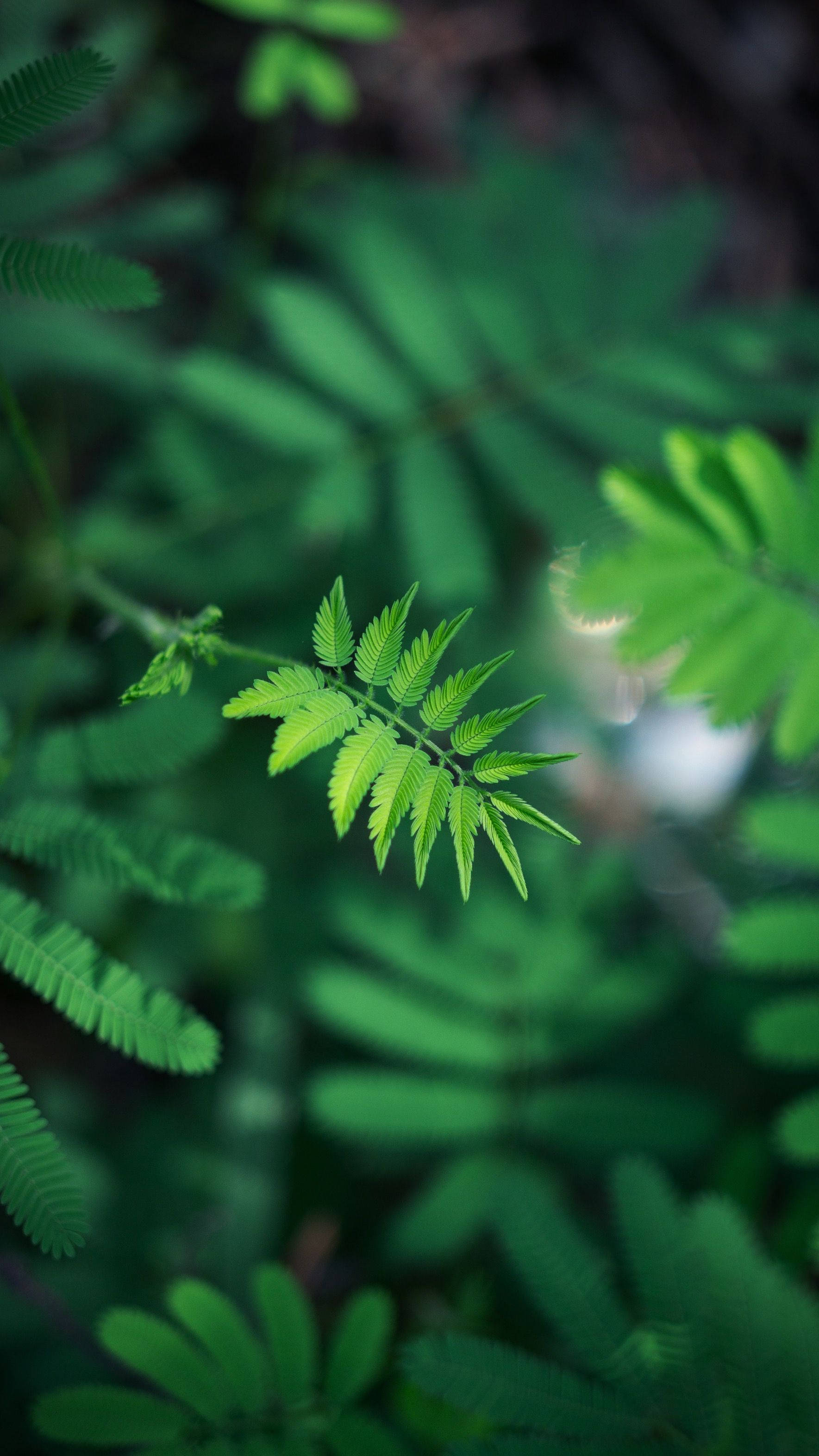Chromebook, vibrant green fern frond, forest backdrop, 2K Phone Wallpaper
