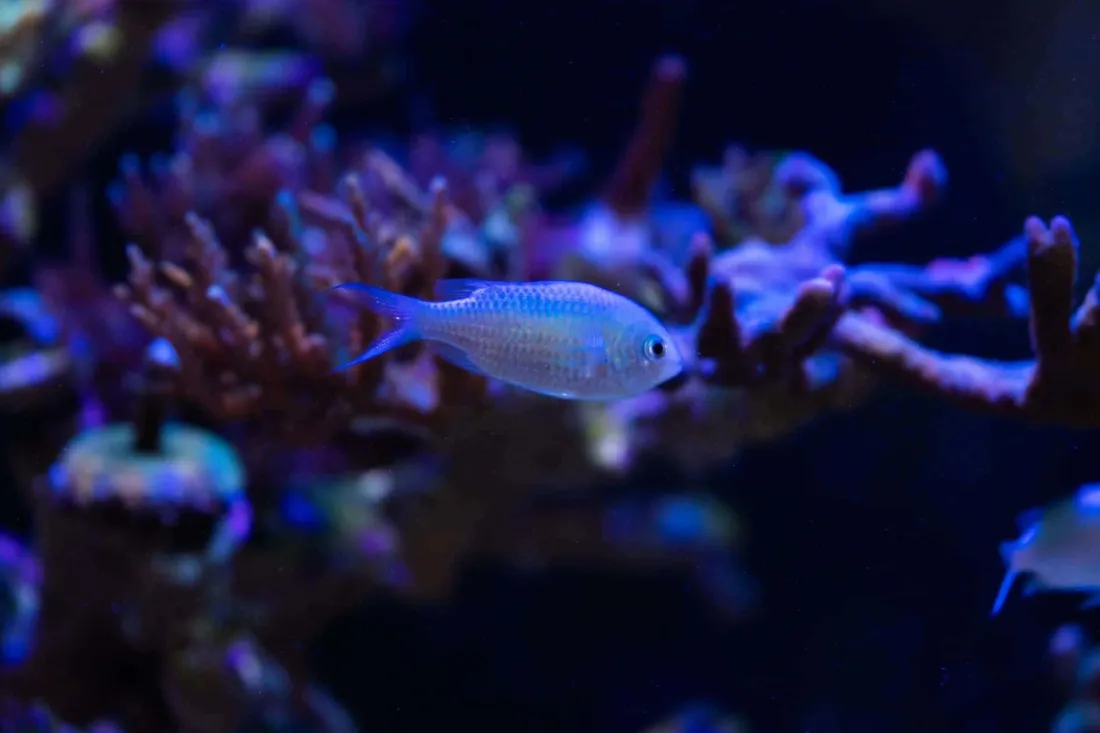Chromis