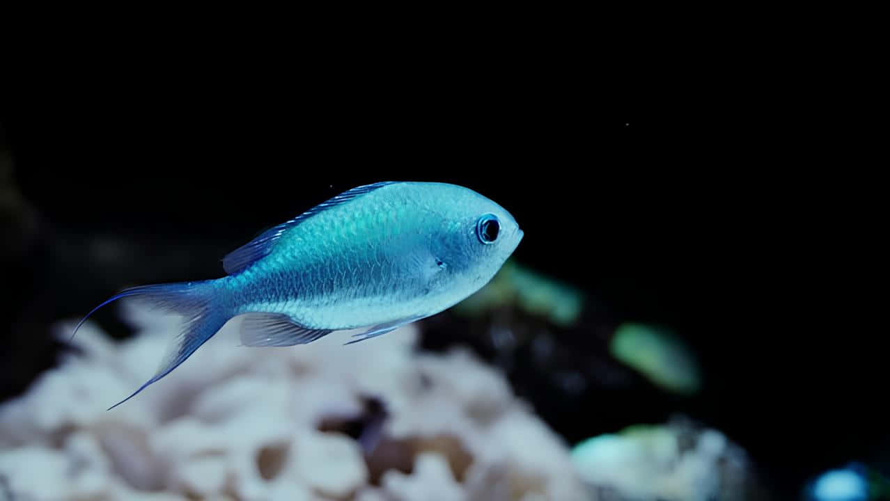 Blue Chromis, aquarium, dark water, SD Desktop Wallpaper