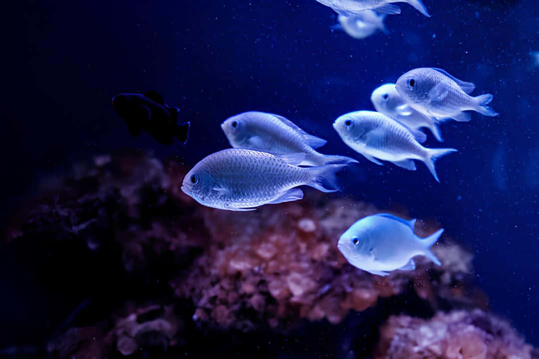 Chromis, silver fish, deep blue water, SD Desktop Wallpaper