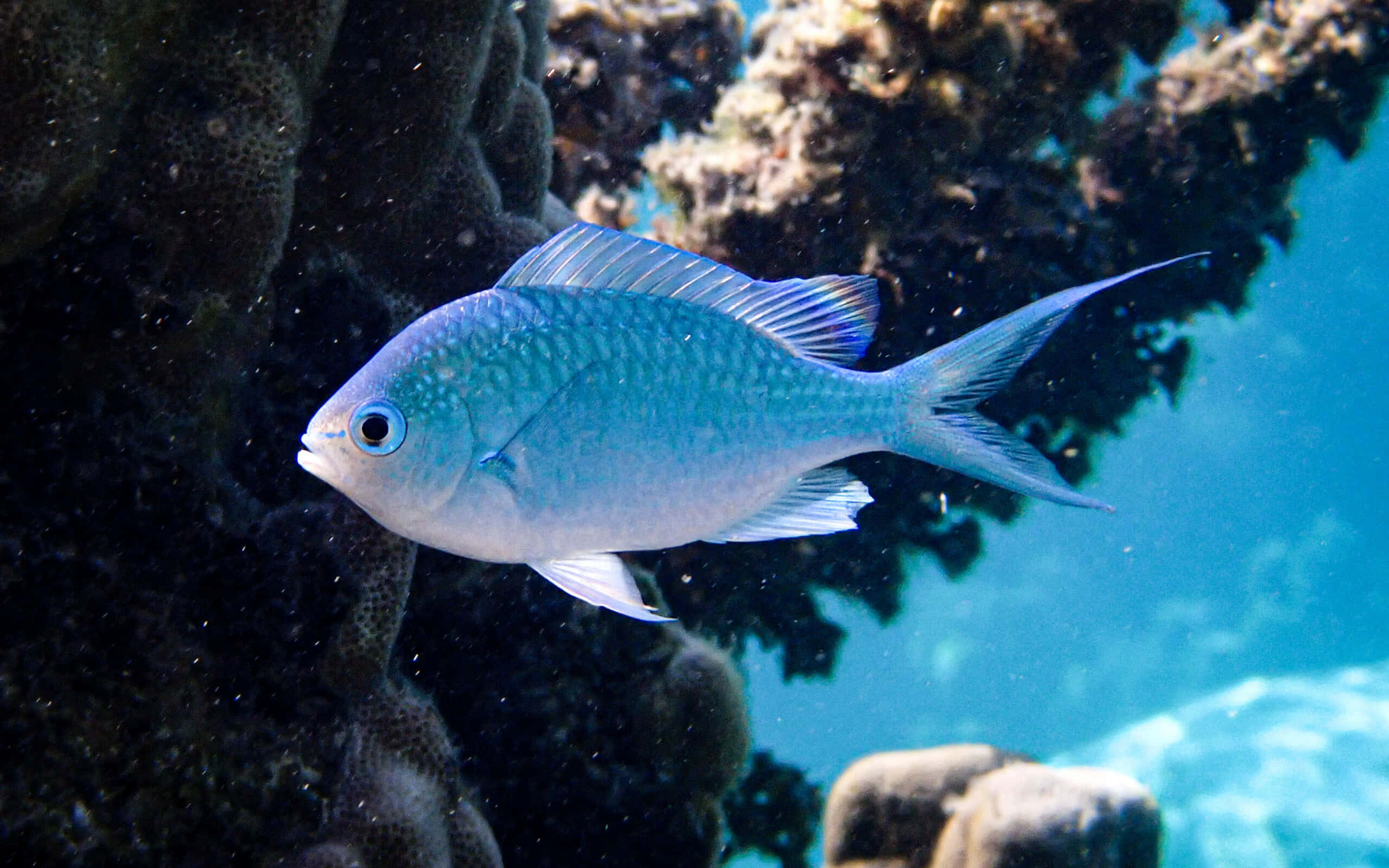 Blue Chromis, reef fish, textured coral formations, 2K Desktop Wallpaper