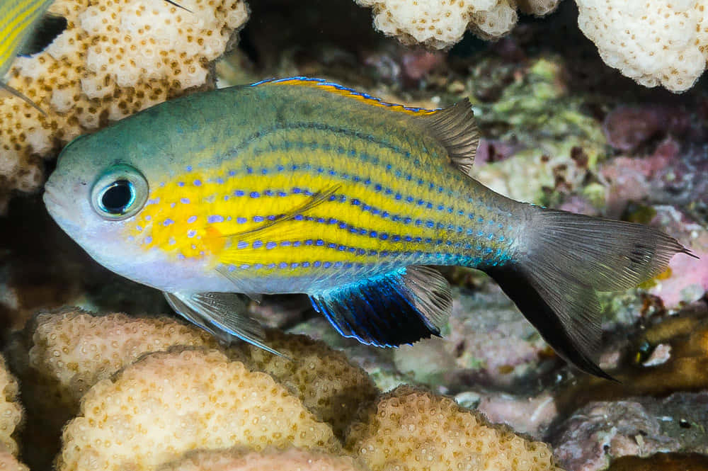 Chromis fish, yellow and blue striped, coral formations, SD Desktop Wallpaper