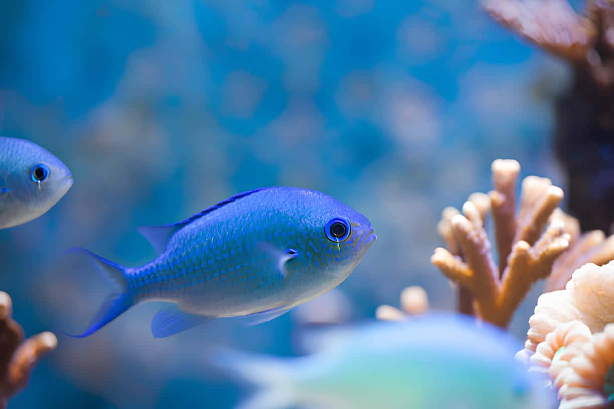 Blue Chromis, reef fish, coral, SD Desktop Wallpaper