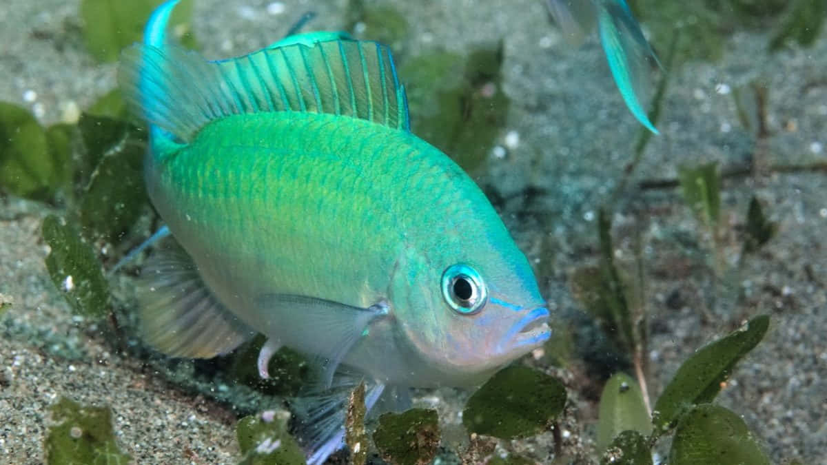 Chromis, turquoise, iridescent scales, SD Desktop Wallpaper
