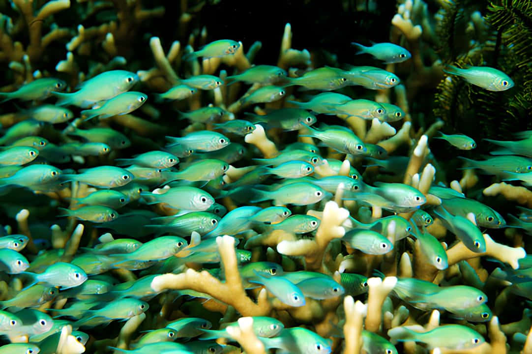 Chromis fish, translucent turquoise, vibrant yellow coral, SD Desktop Wallpaper