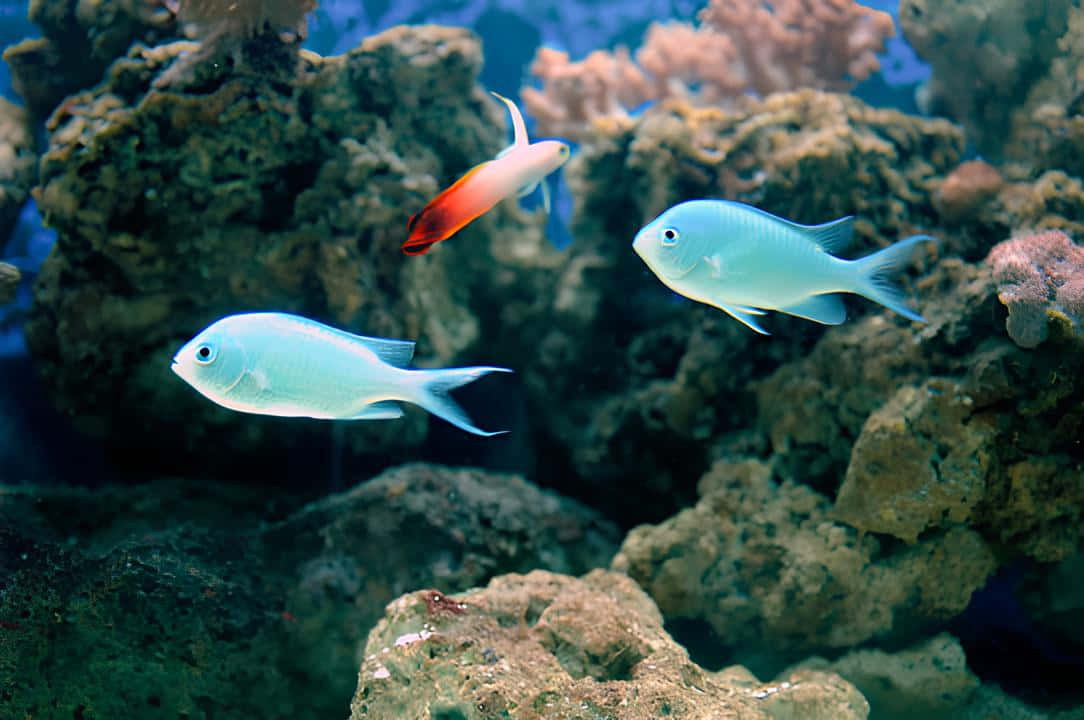 Blue Chromis, reef fish, tropical fish, SD Desktop Wallpaper