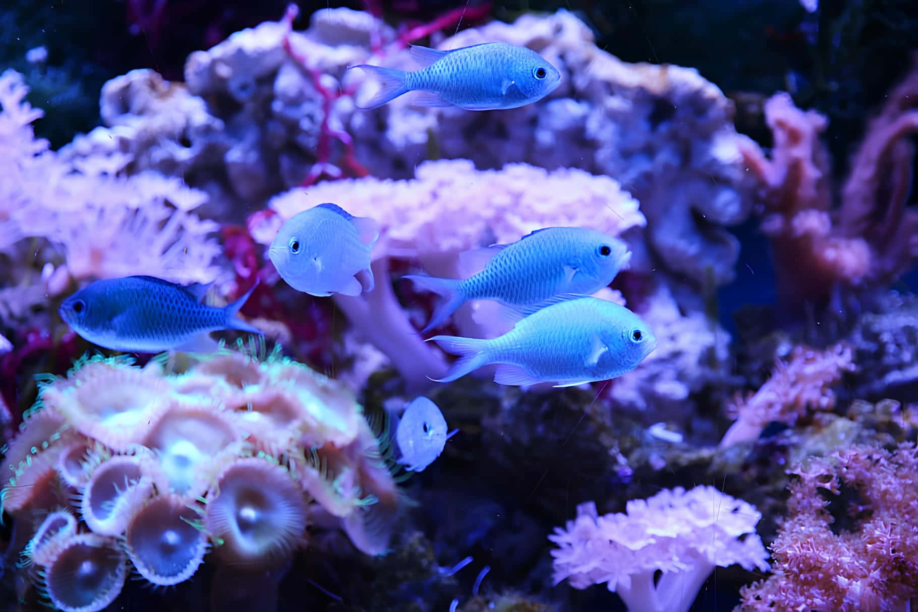 Blue Chromis, glowing purple coral, pink coral, HD Desktop Wallpaper