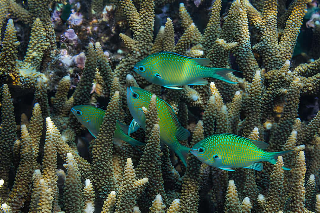 chromis, coral reef, sunlit underwater reef, SD Desktop Wallpaper