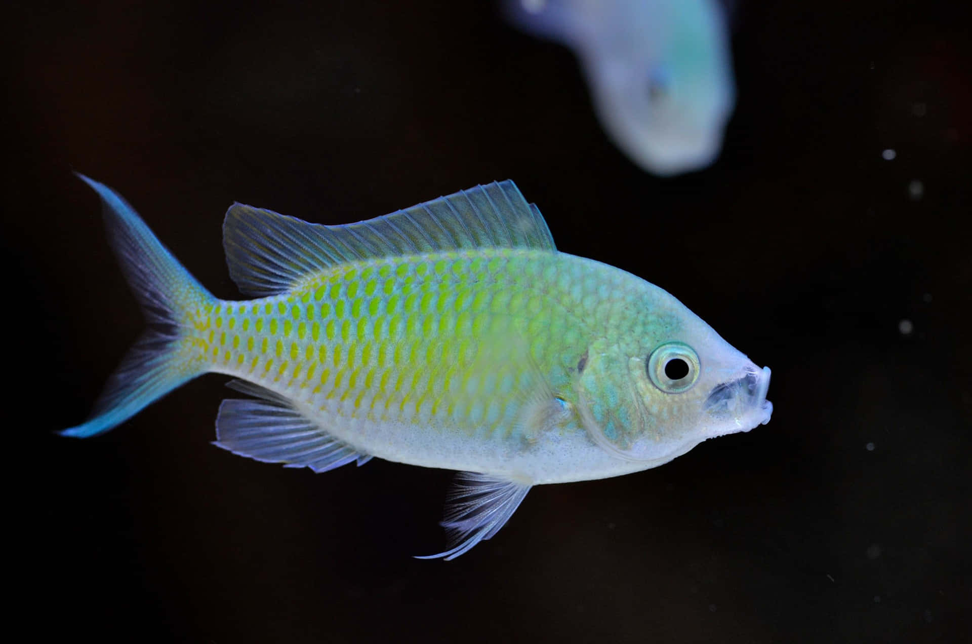 Green Chromis, vibrant green and blue, translucent fins, Full HD Desktop Wallpaper