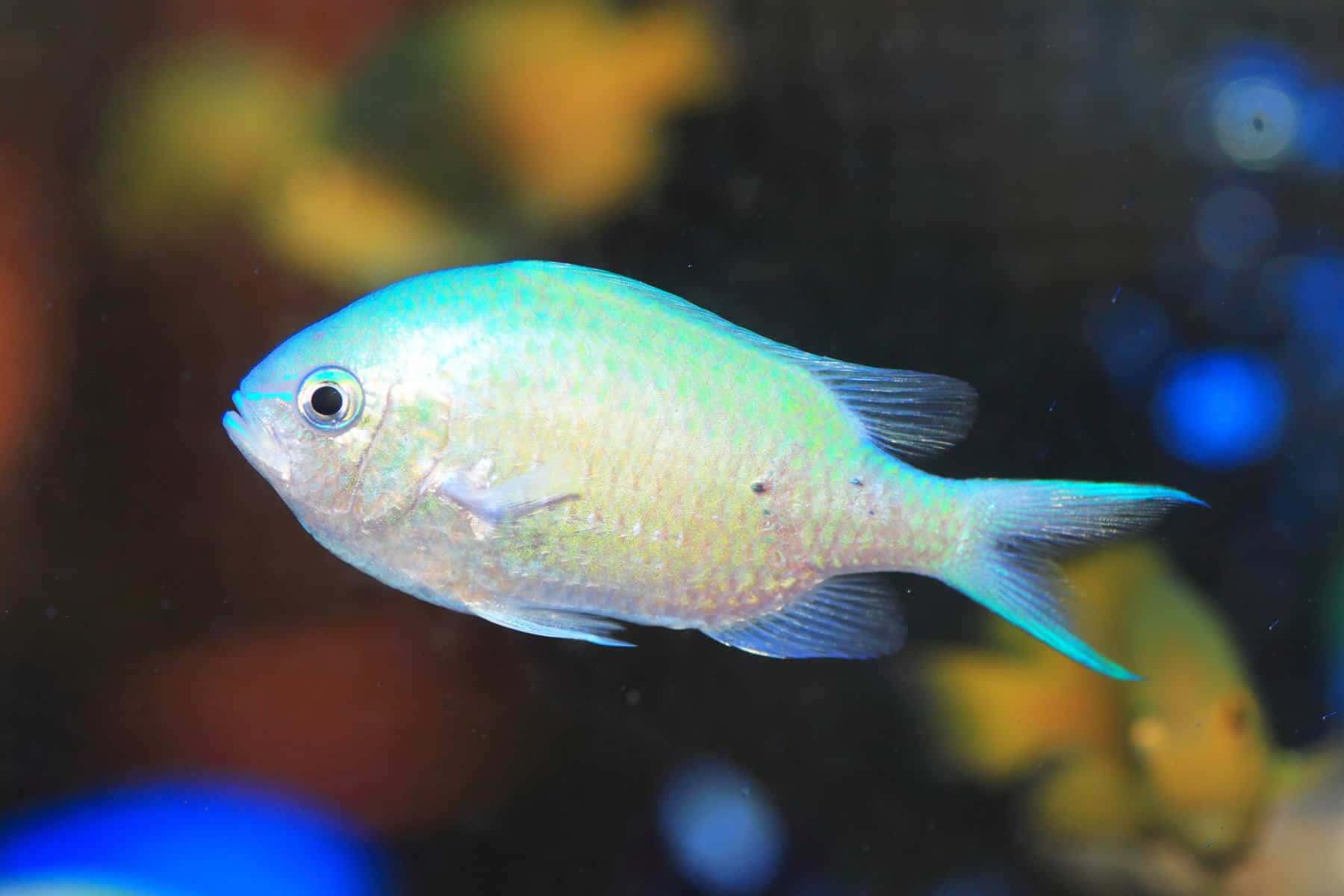 Blue Green Chromis, aquarium, vibrant blue, HD Desktop Wallpaper
